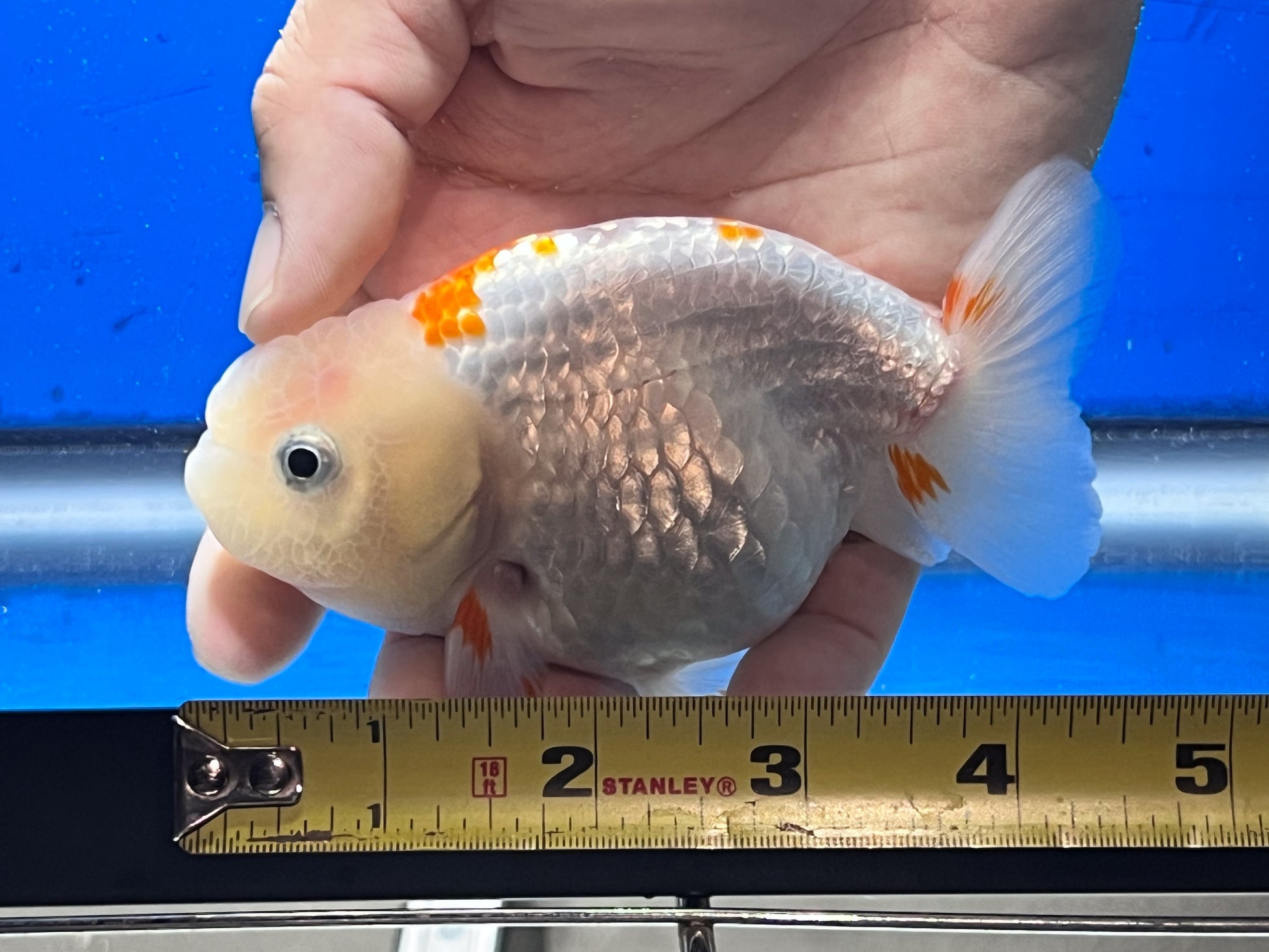 Red and White Ranchu Goldfish 