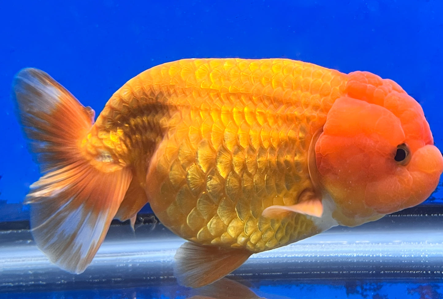 4.5-5 inches Ranchu Goldfish 