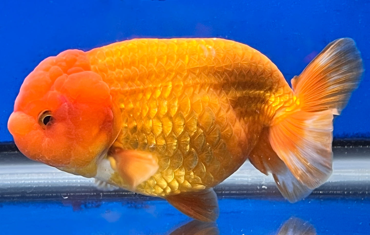 4.5-5 inches Ranchu Goldfish 