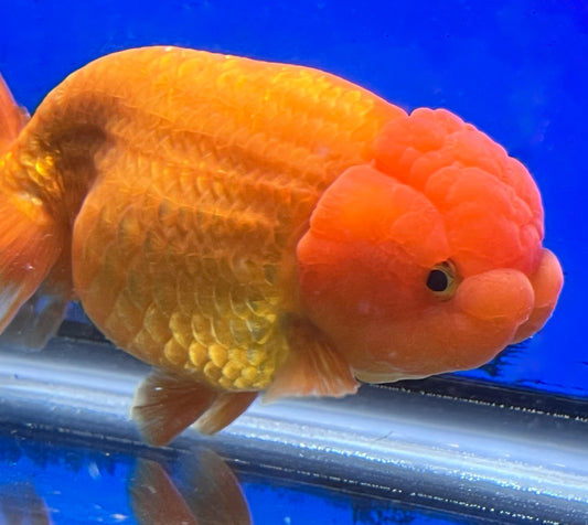 4.5-5 inches Ranchu Goldfish 