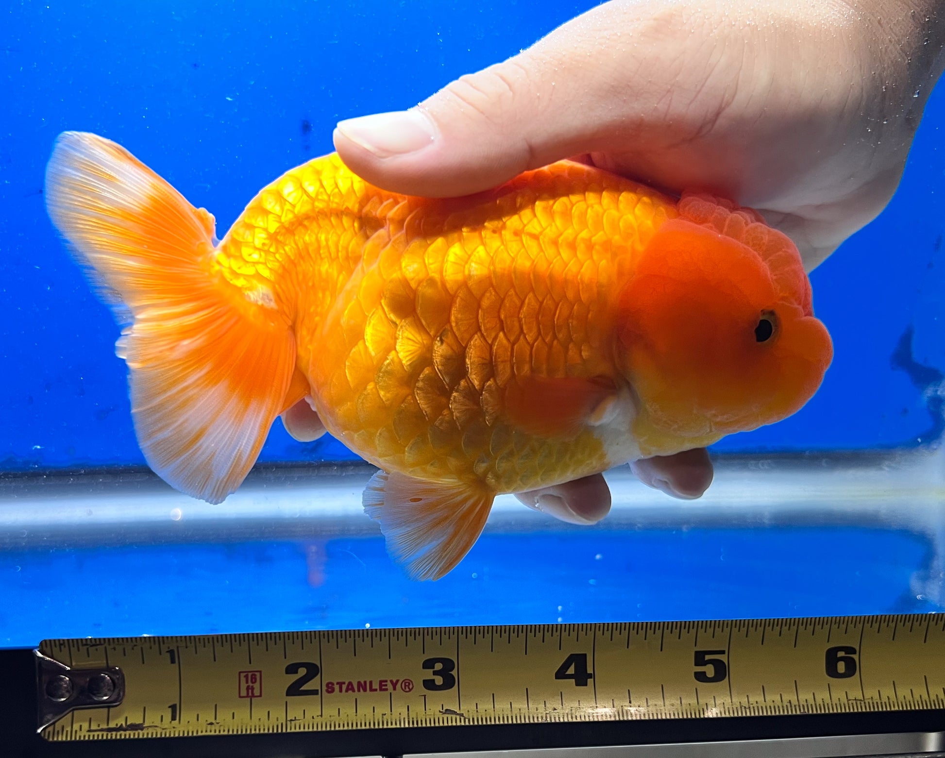 4.5-5 inches Ranchu Goldfish 