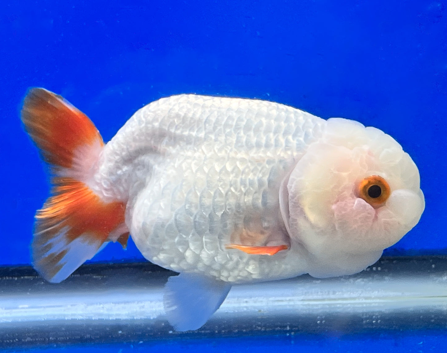 Red and White Ranchu Fish for Sale