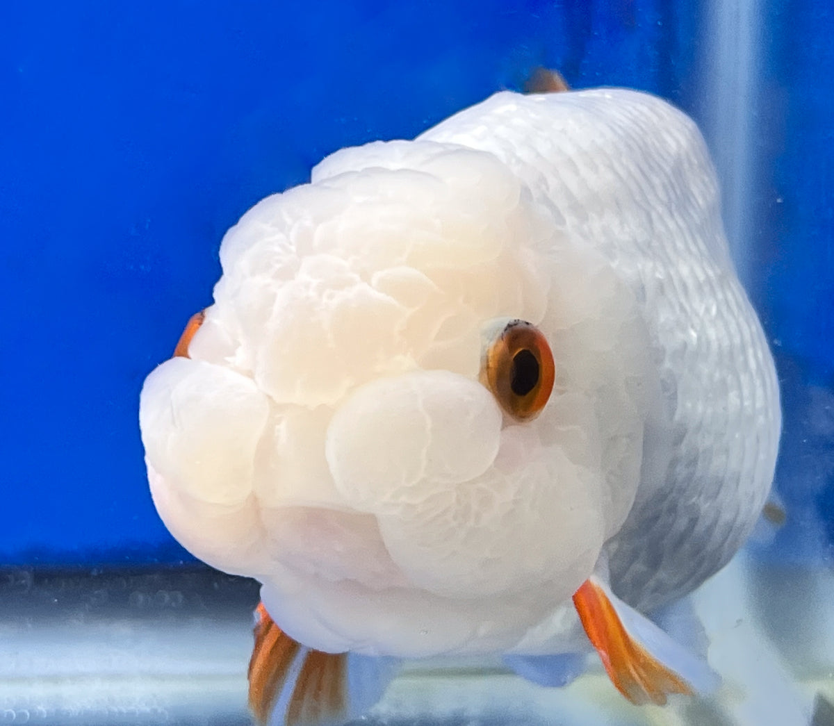 Cute Ranchu Fish Red and White Ranchu Fish for Sale | Kaiju Goldfish USA
