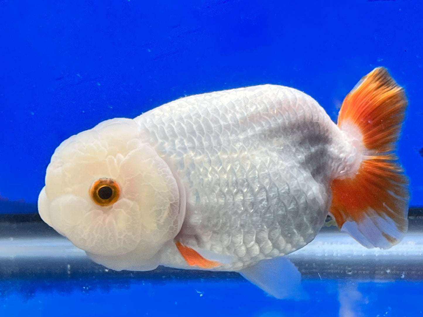 Red and White Ranchu Fish for Sale