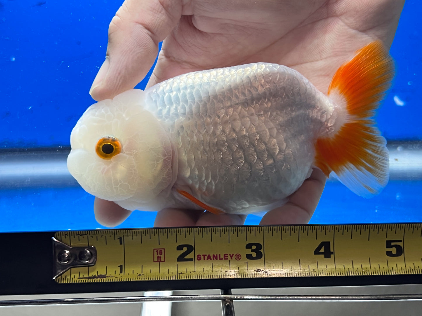 Red and White Ranchu Fish for Sale