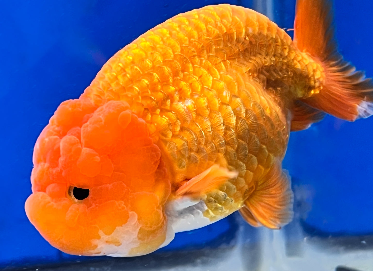 4.5-5 inches Golden Ranchu 