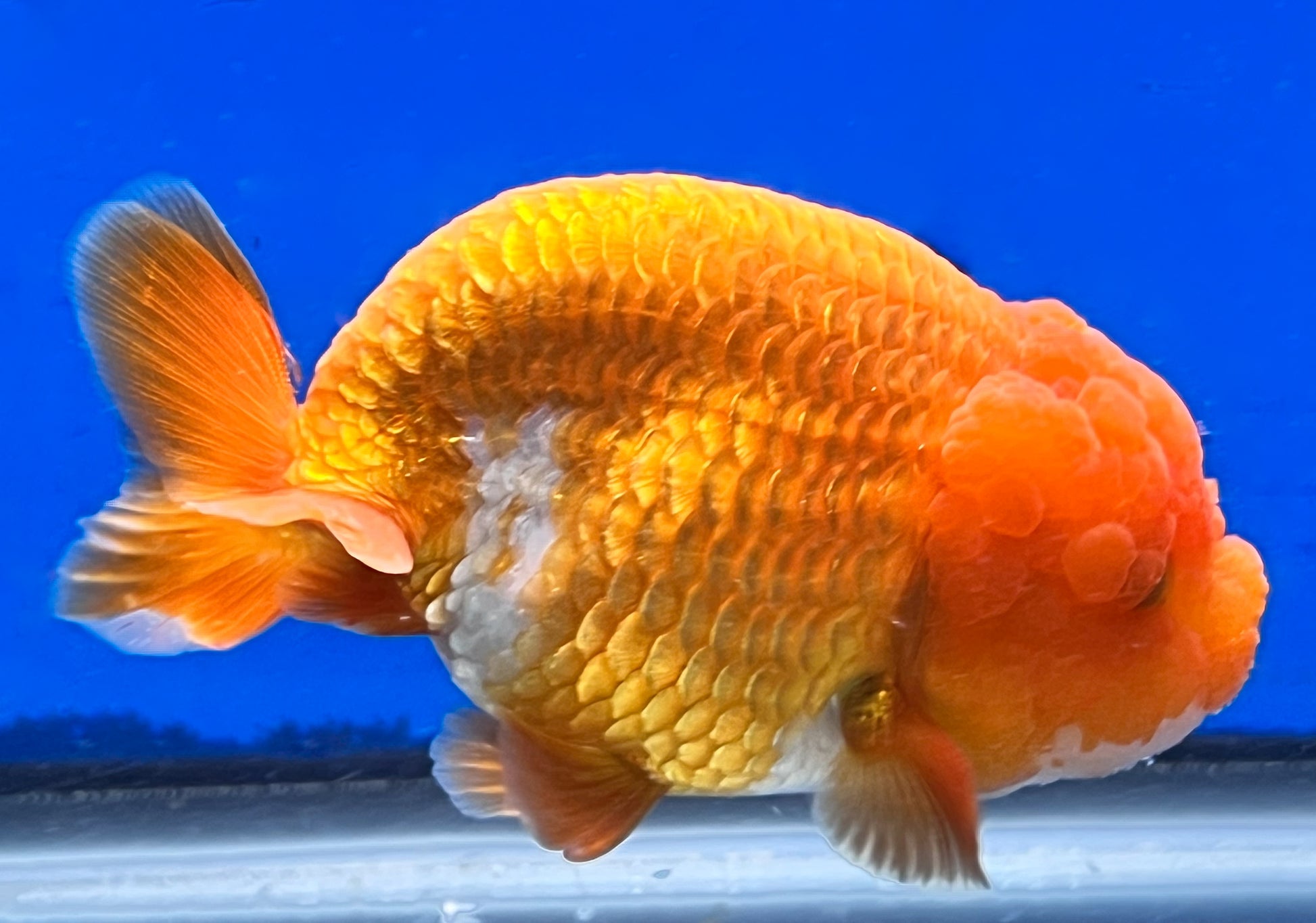 4.5-5 inches Golden Ranchu | Ranchu Goldfish | Kaiju Goldfish USA