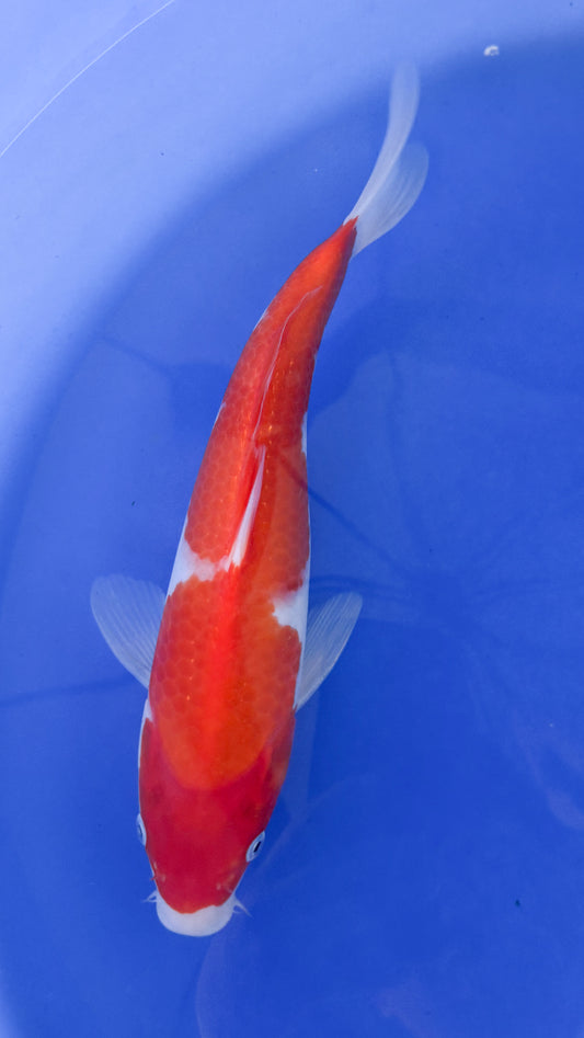 Kohaku 13 inches - Marudo (261022_KOI13)