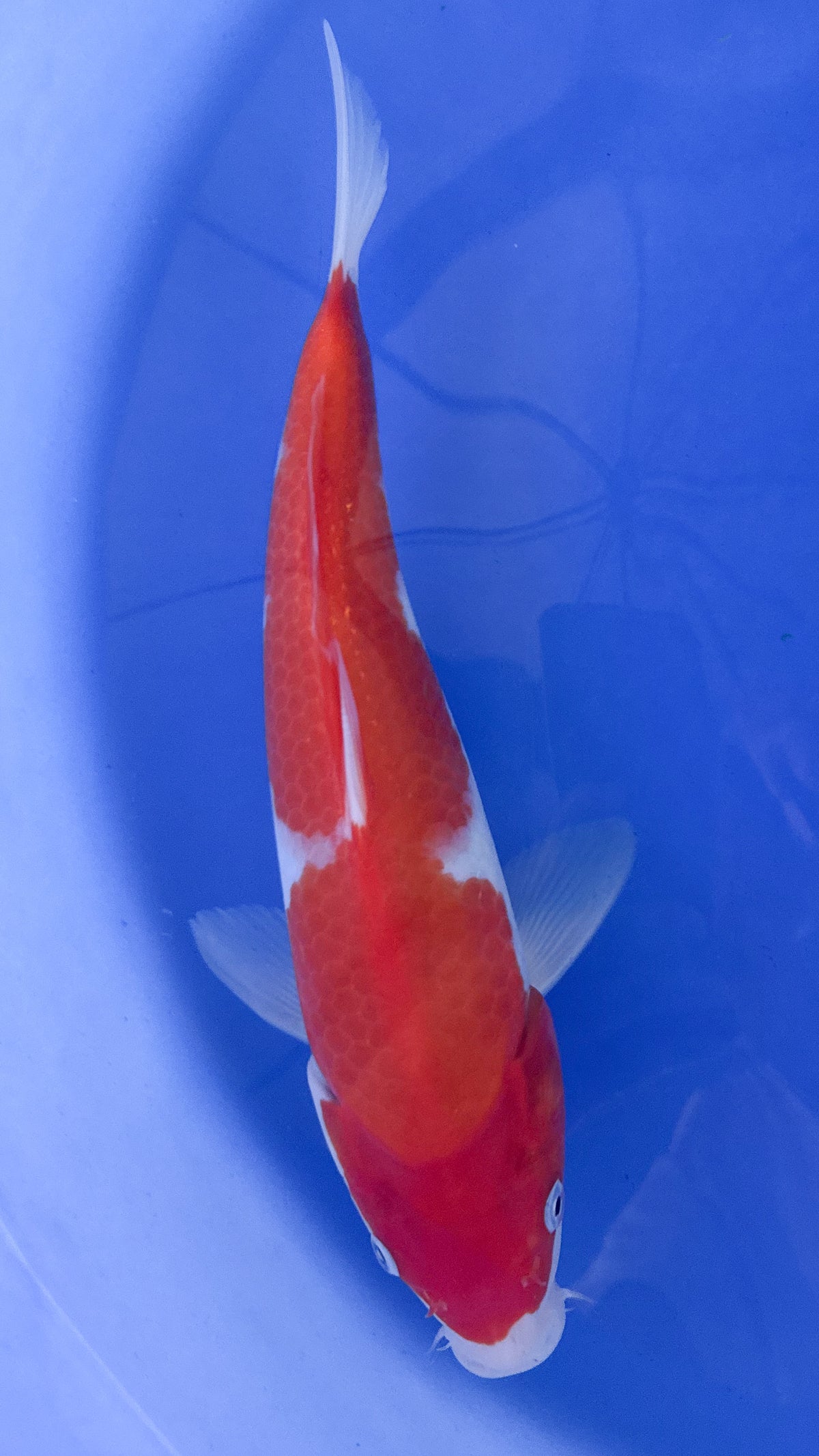 Kohaku 13 inches - Marudo (261022_KOI13)