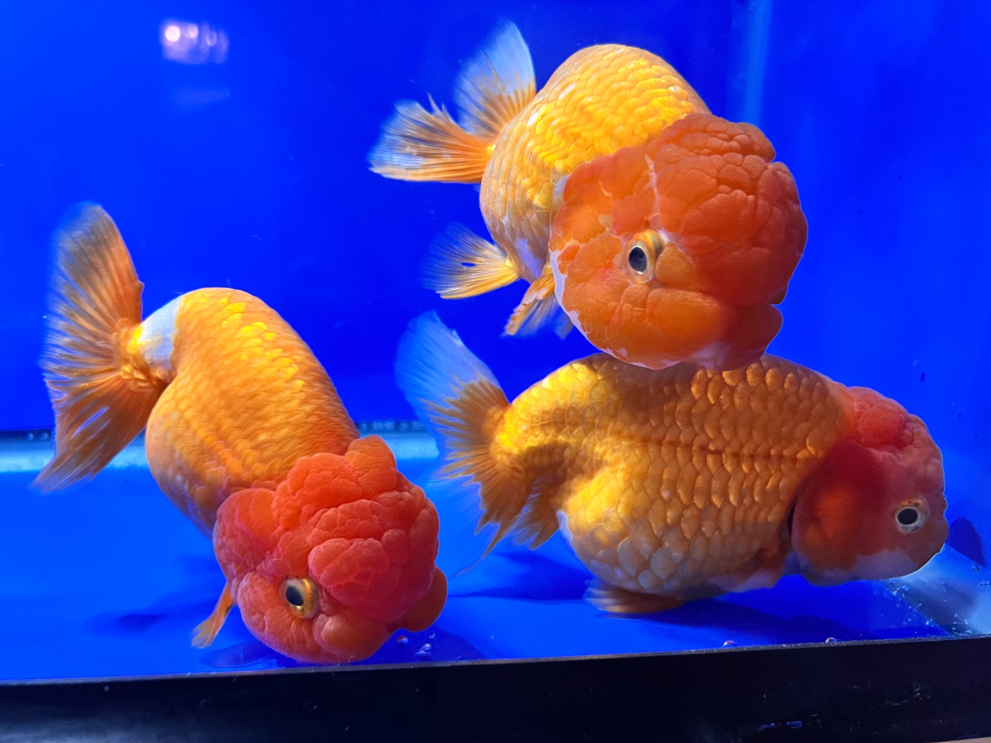 Jumbo Ranchu Goldfish