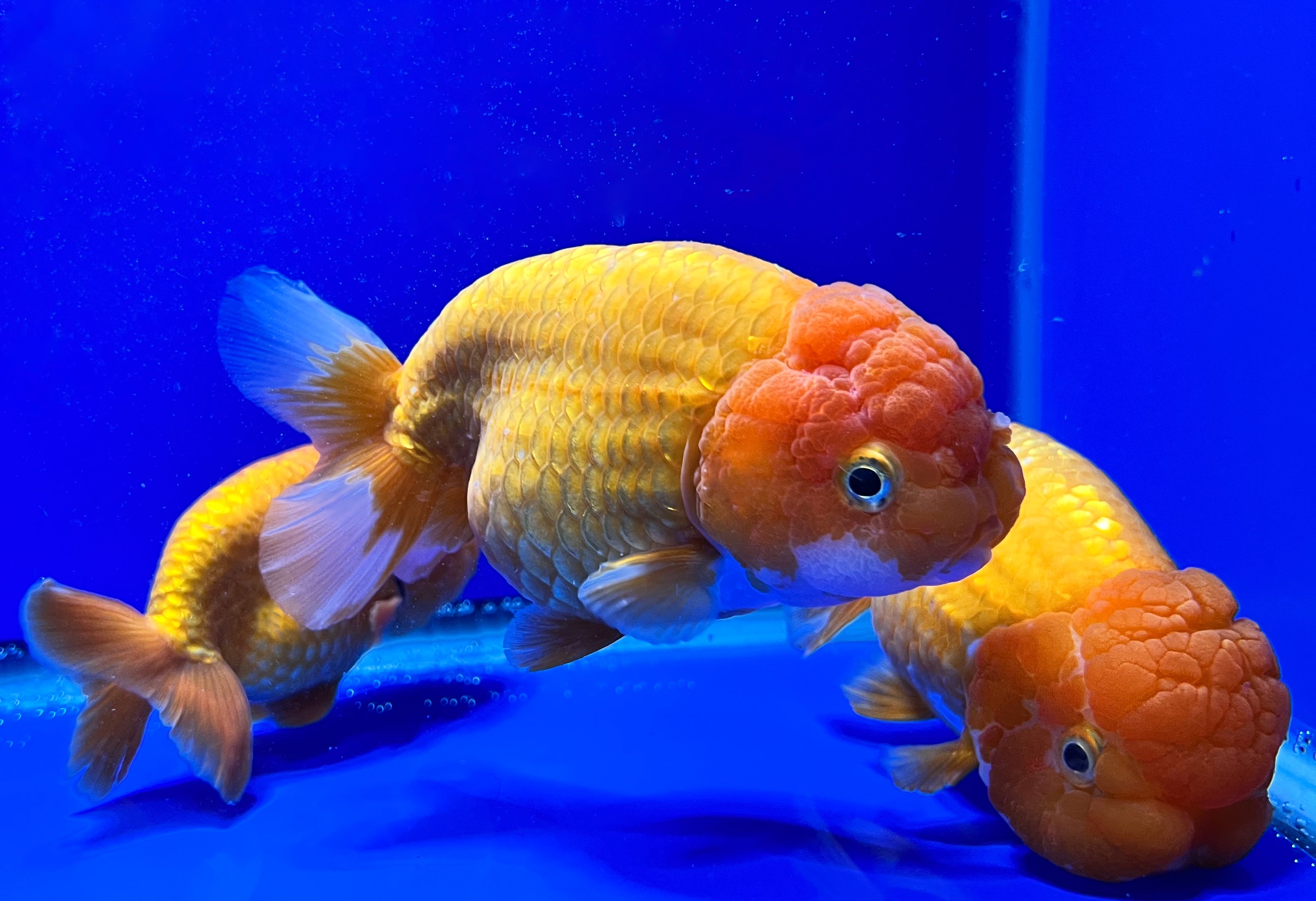 Jumbo Ranchu Goldfish | Ranchu Goldfish Sale | Kaiju Goldfish USA