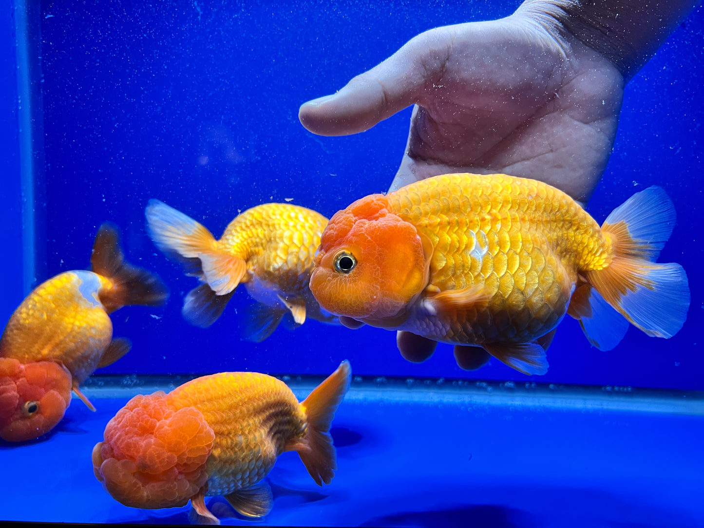 Jumbo Ranchu Goldfish