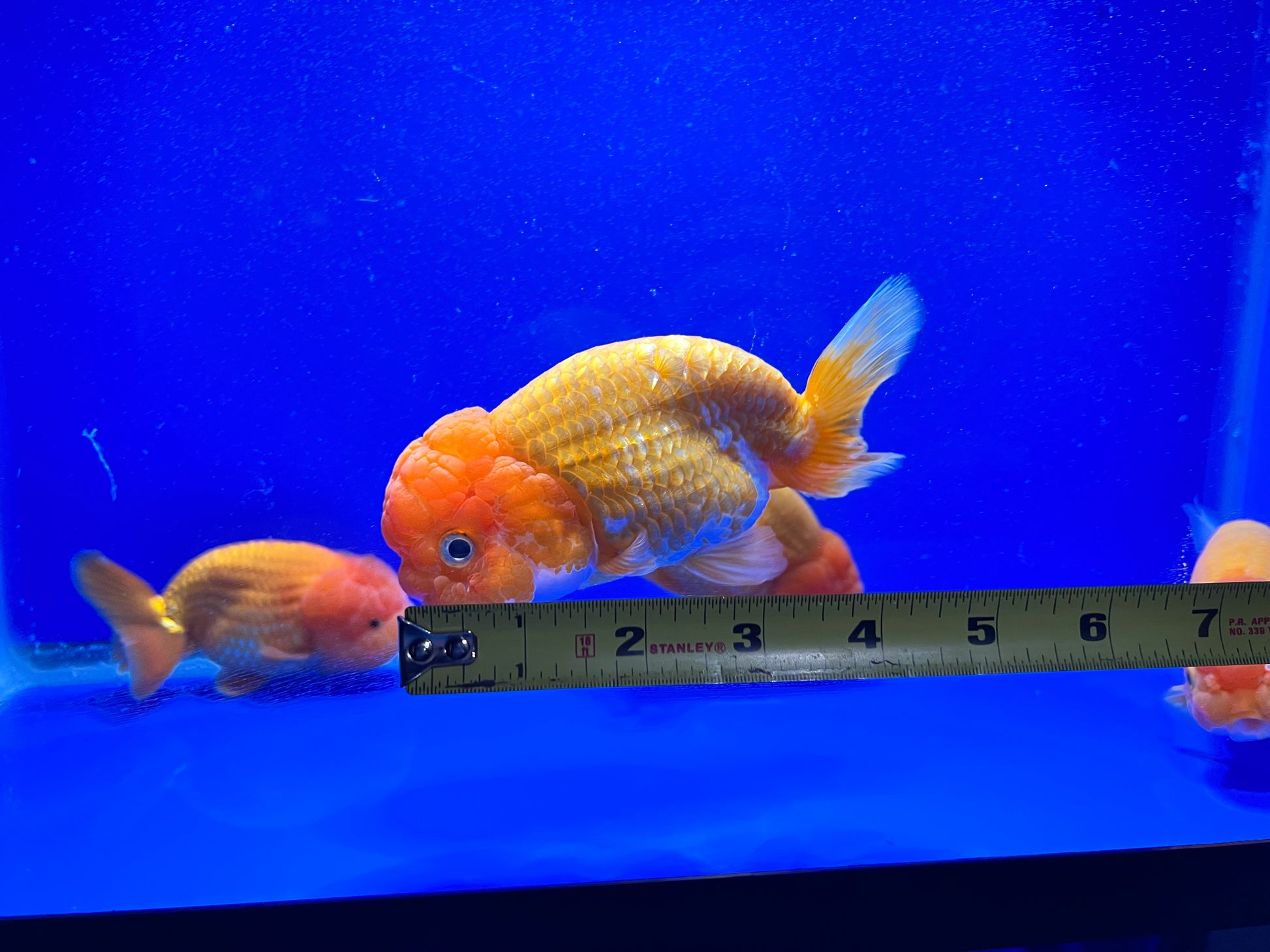 Jumbo Ranchu Goldfish