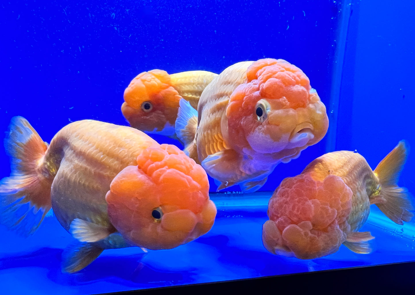 Jumbo Ranchu Goldfish