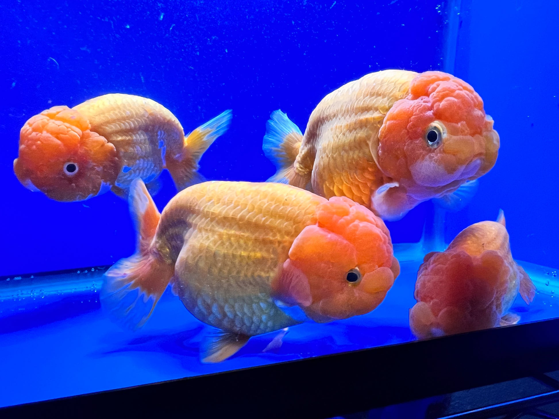 Jumbo Ranchu Goldfish