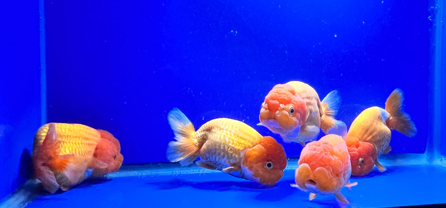 Jumbo Ranchu Goldfish