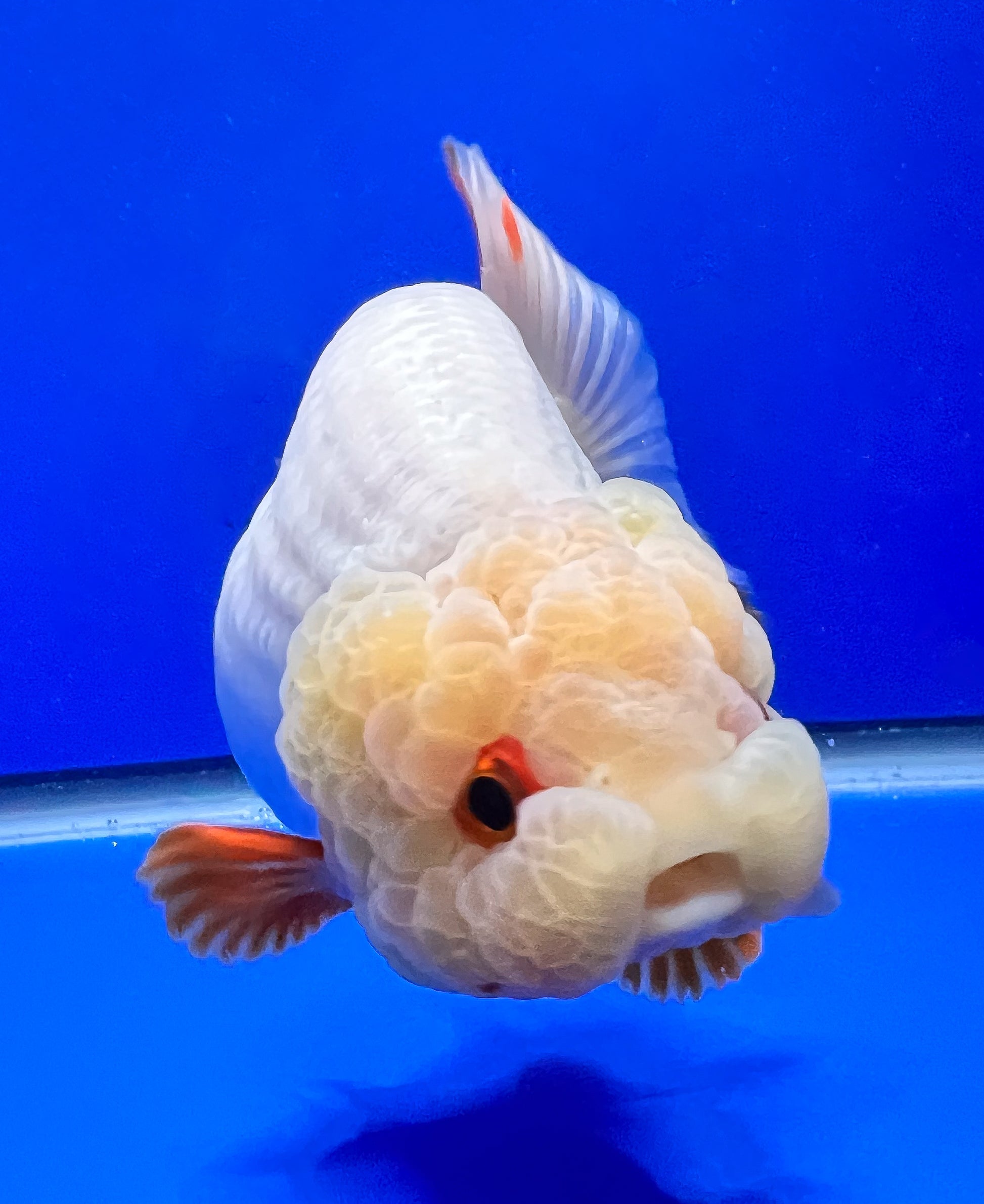 White Ranchu Goldfish 