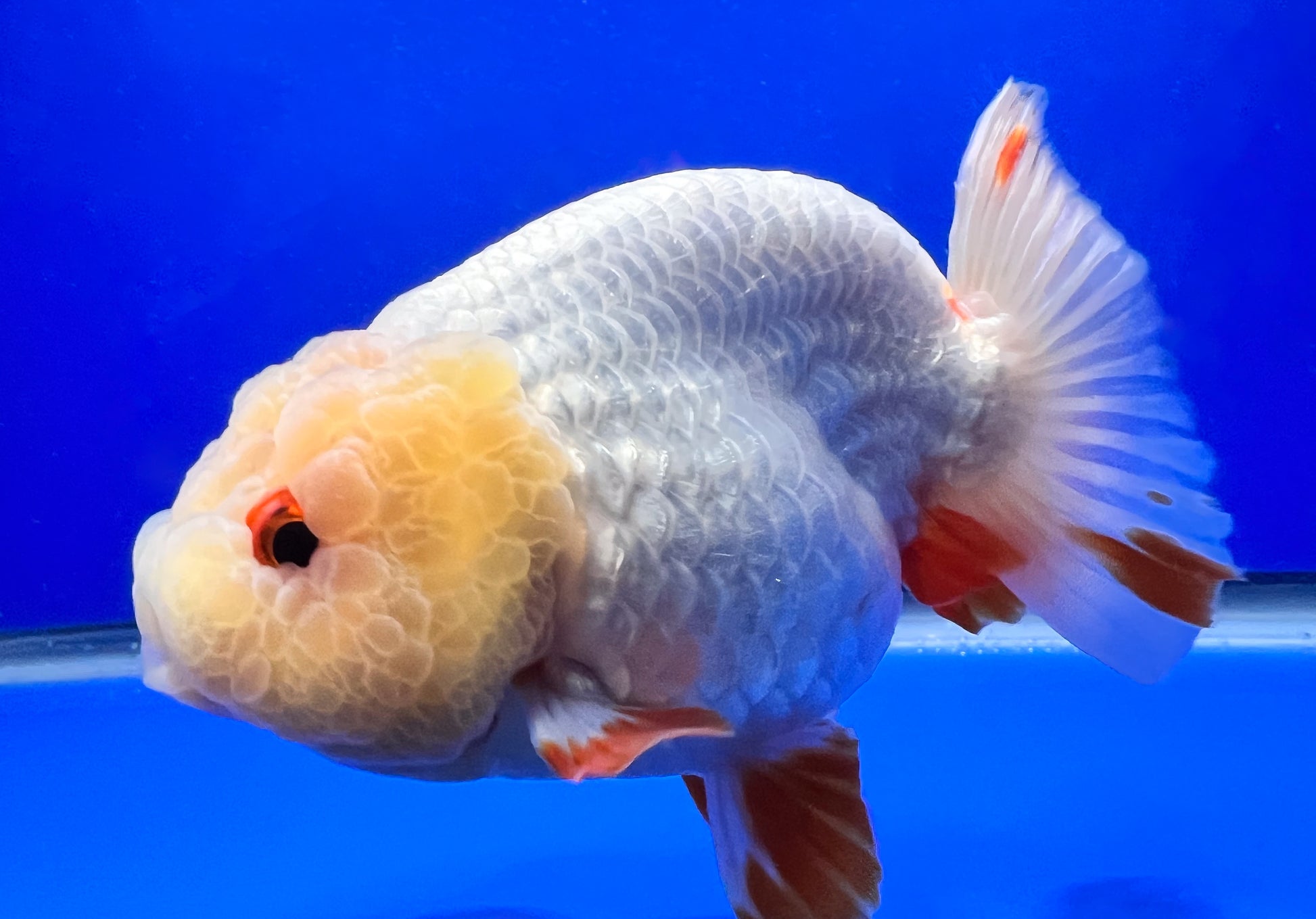 White Ranchu Goldfish 