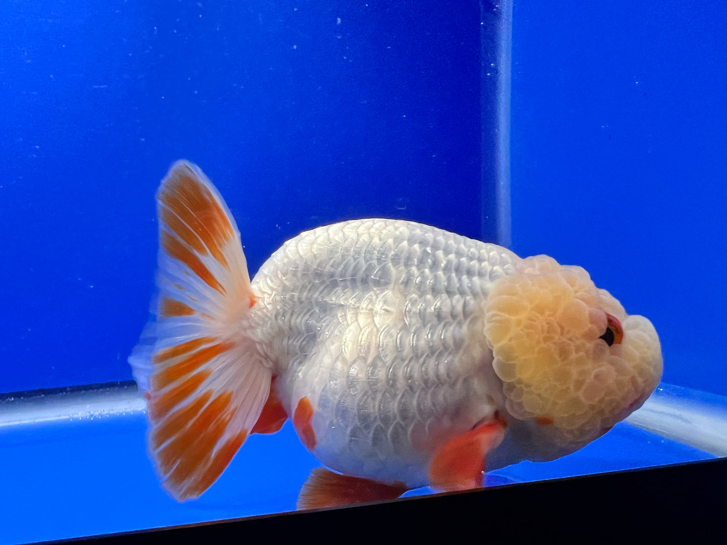 White Ranchu Goldfish 