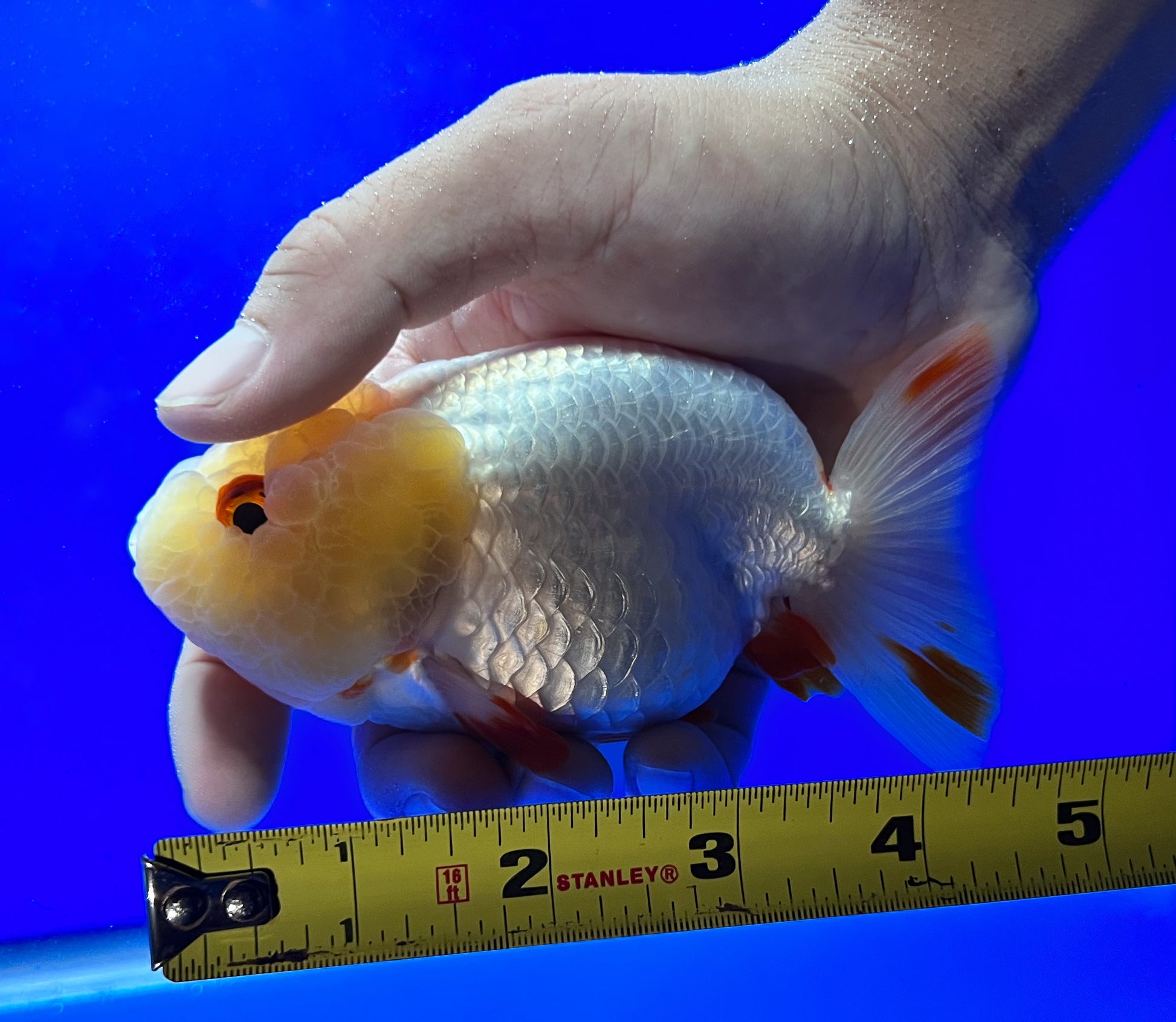 White Ranchu Goldfish 