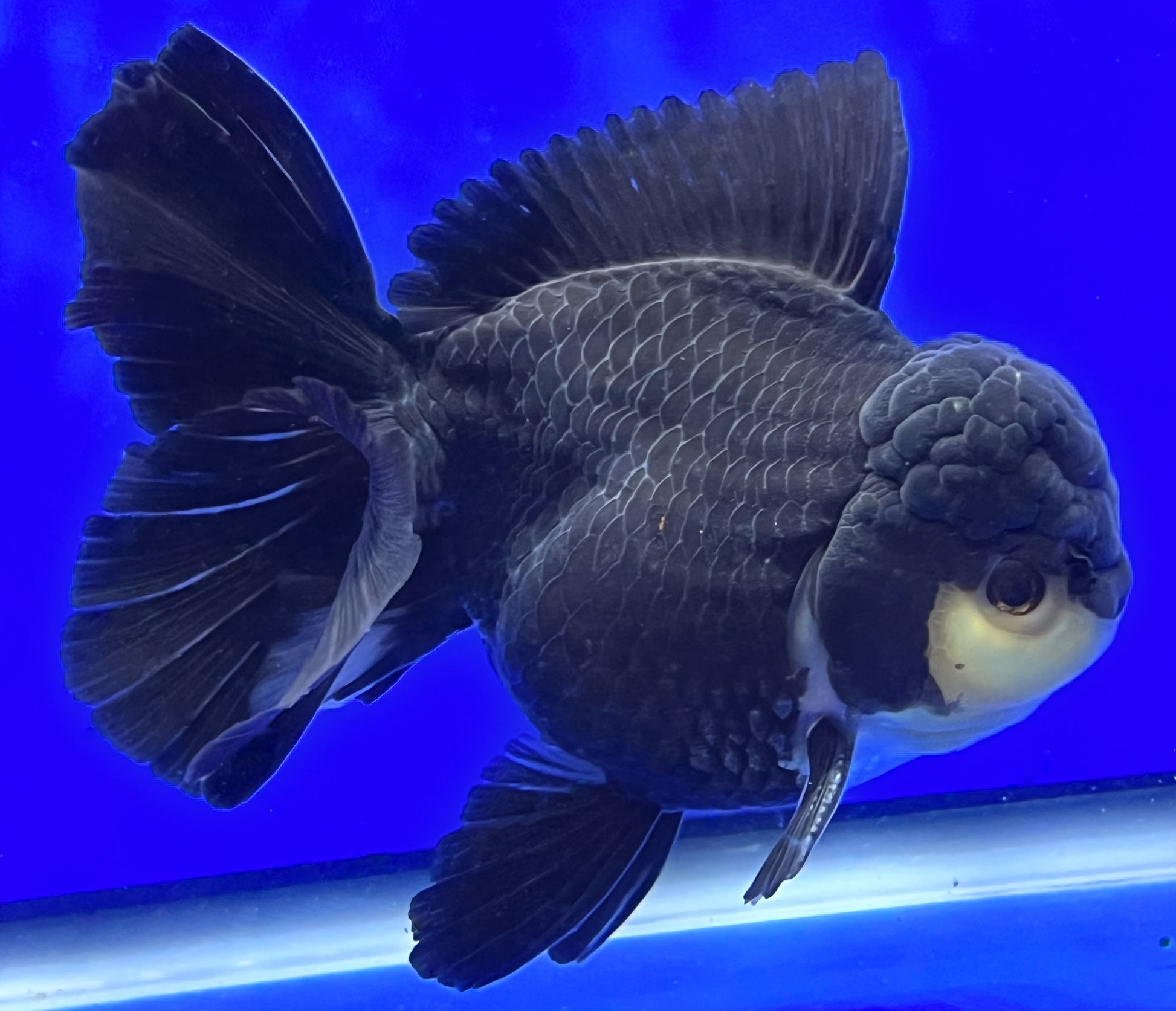 Panda Oranda 4.5 - 5 inches 