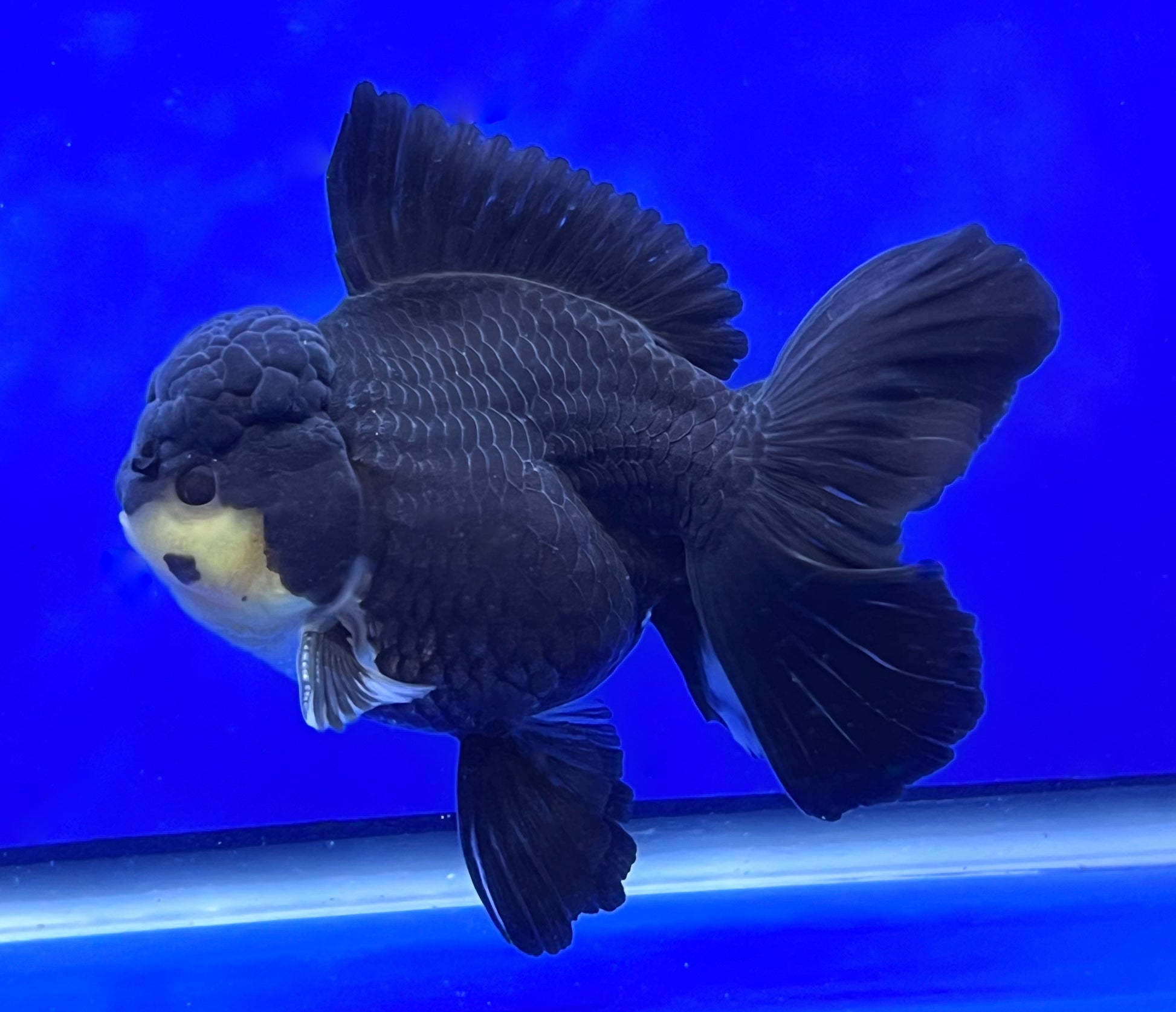 Panda Oranda 4.5 - 5 inches 