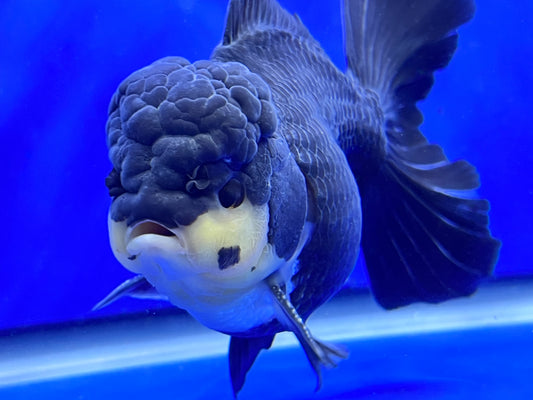 Panda Oranda 4.5 - 5 inches 