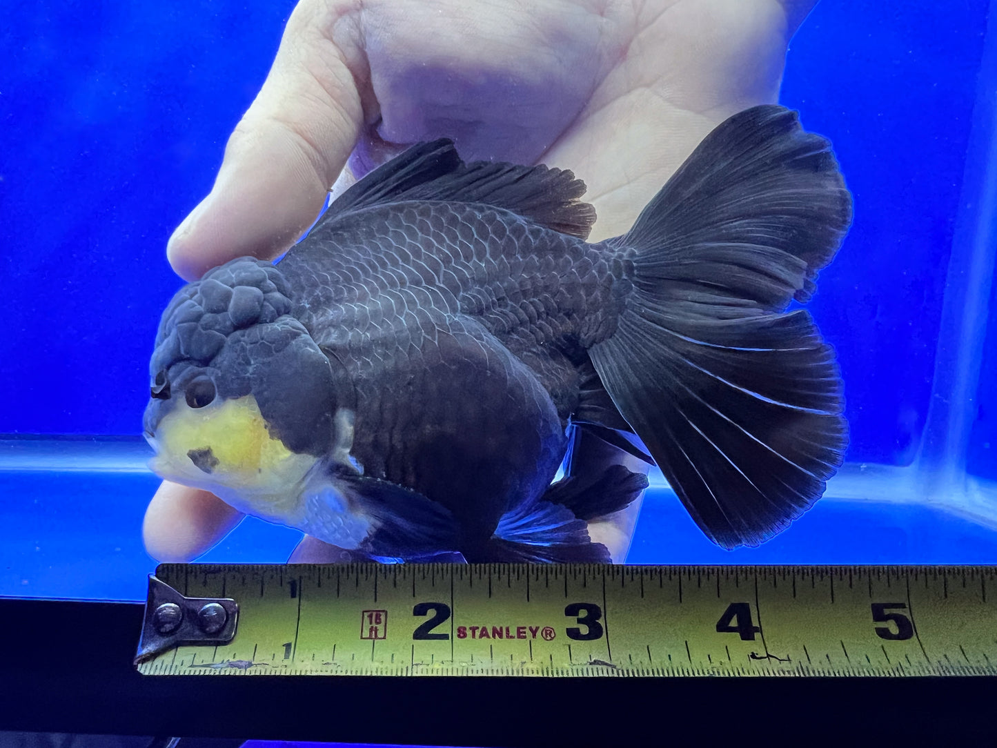 Panda Oranda 4.5 - 5 inches 