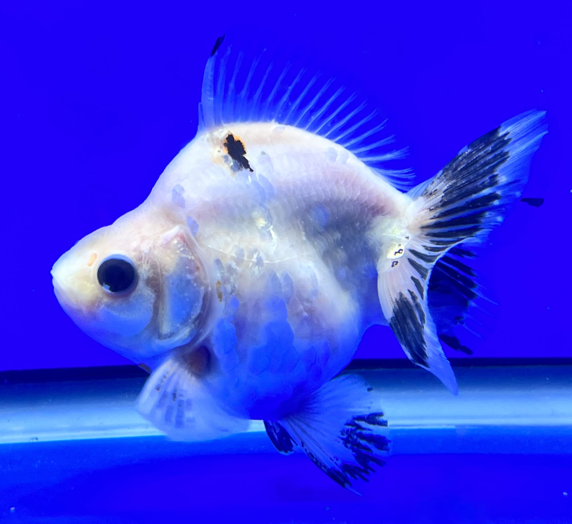 Calico Ryukin Goldfish