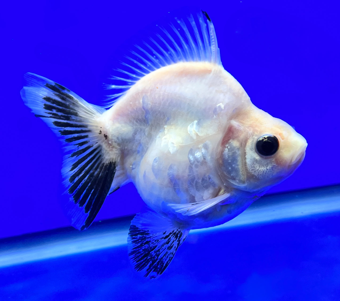 Calico Ryukin Goldfish