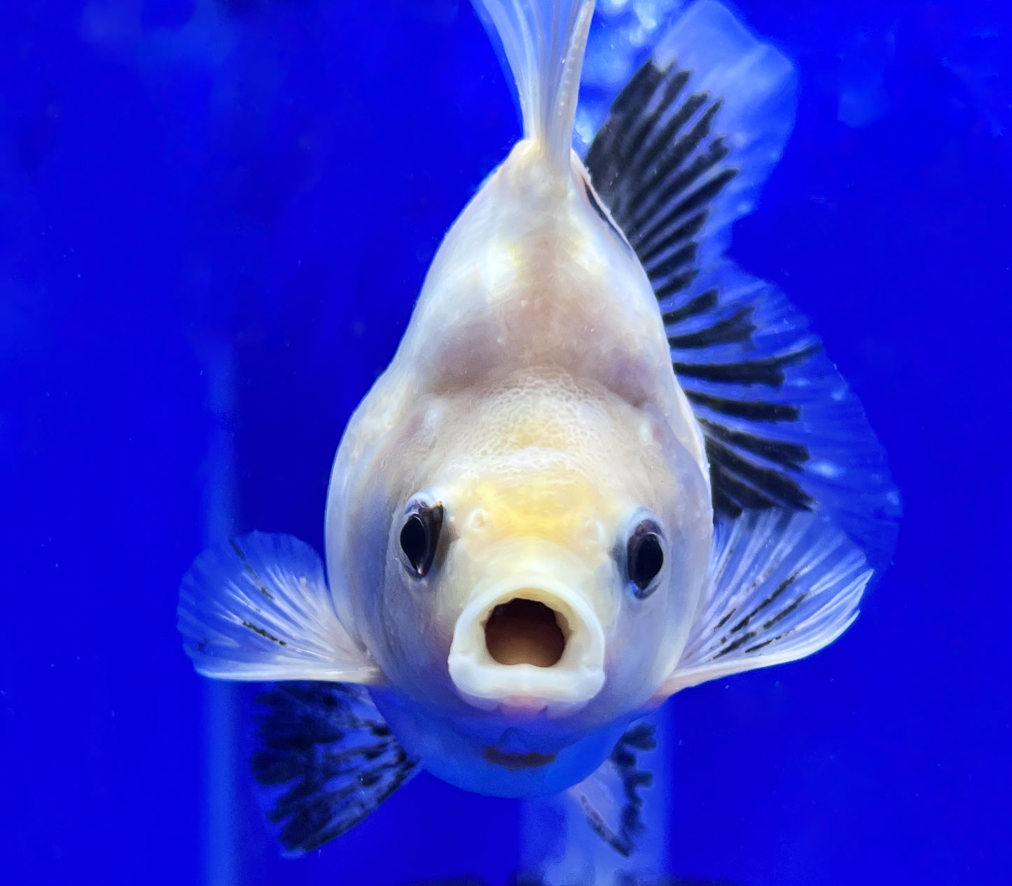 Calico Ryukin Goldfish