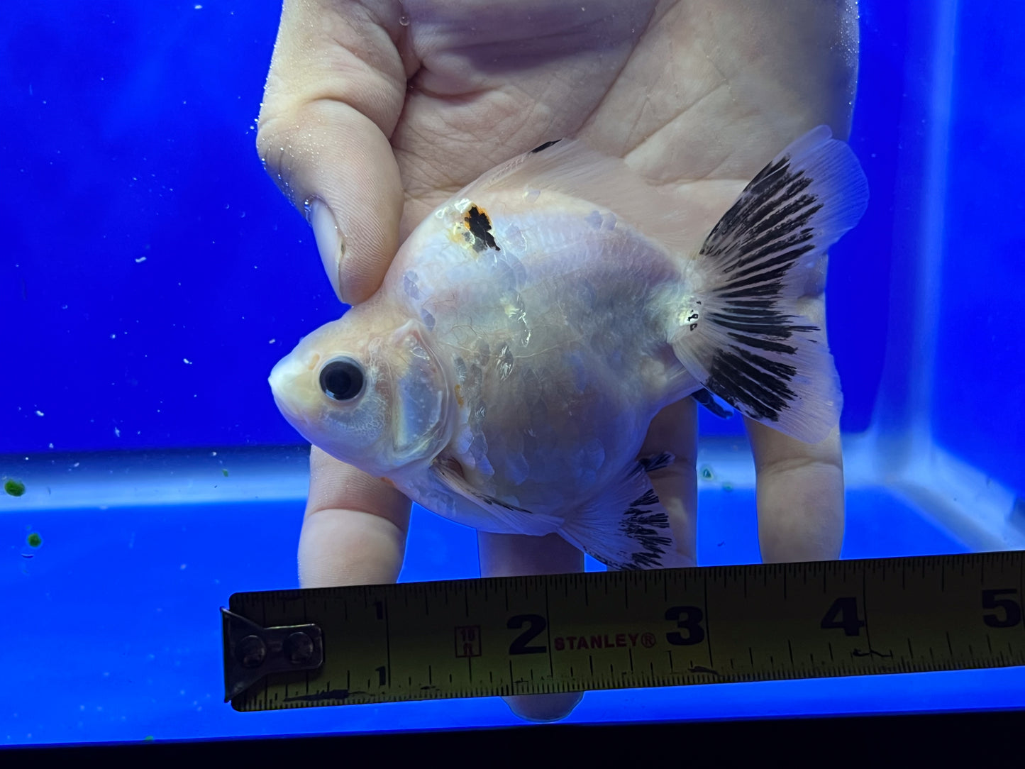 Calico Ryukin Goldfish