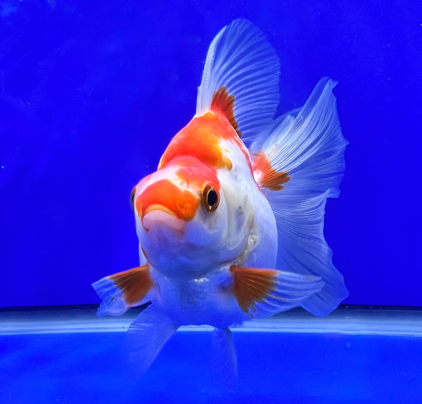 Red/White Ryukin 3.5- 4 inches (1020_01_RY02) - Kaiju Goldfish USA