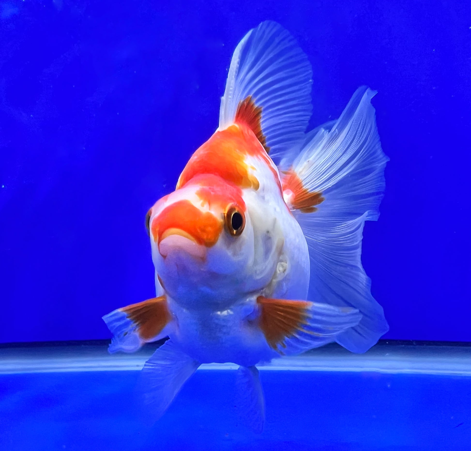 Red/White Ryukin 3.5- 4 inches (1020_01_RY02) - Kaiju Goldfish USA