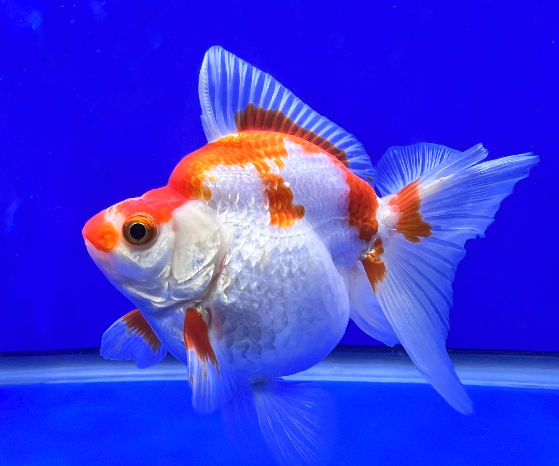 Red/White Ryukin 3.5- 4 inches (1020_01_RY02) - Kaiju Goldfish USA