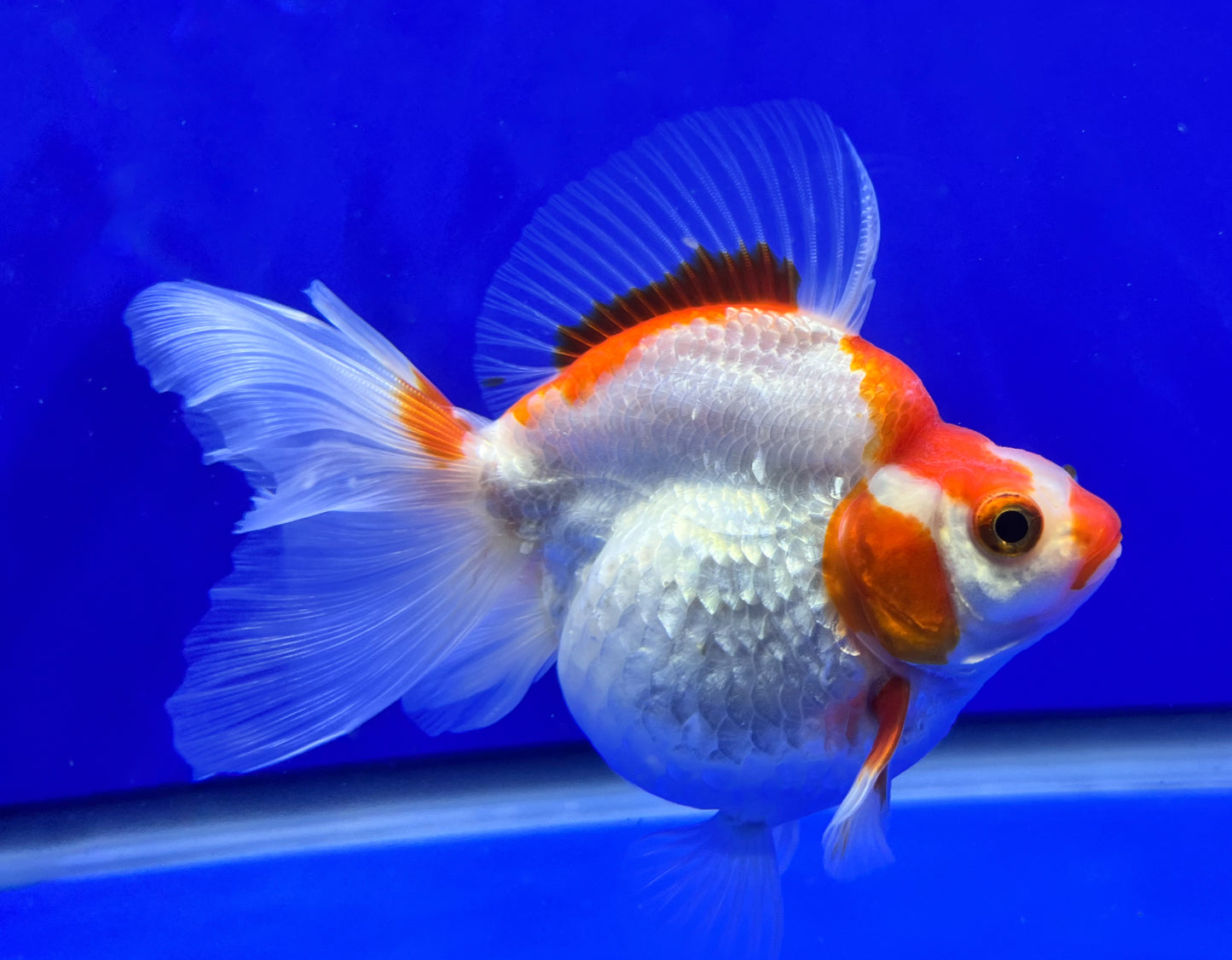 Red/White Ryukin 3.5- 4 inches (1020_01_RY02) - Kaiju Goldfish USA