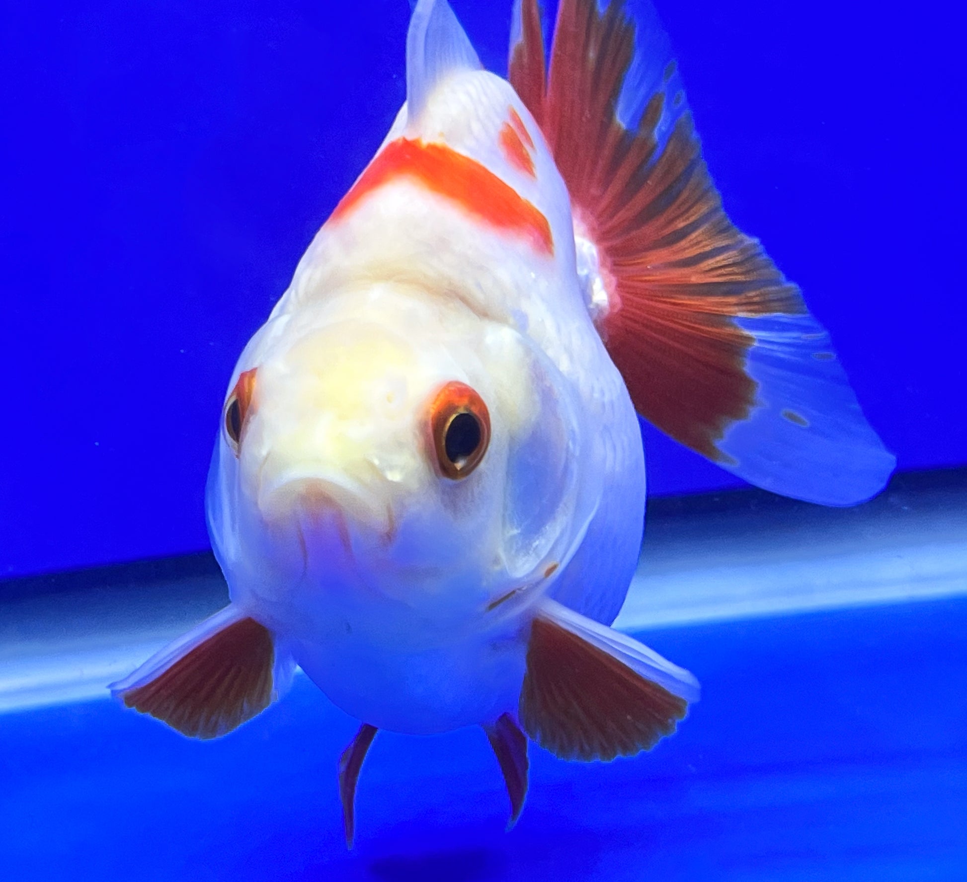 Red and White Ryukin Fish