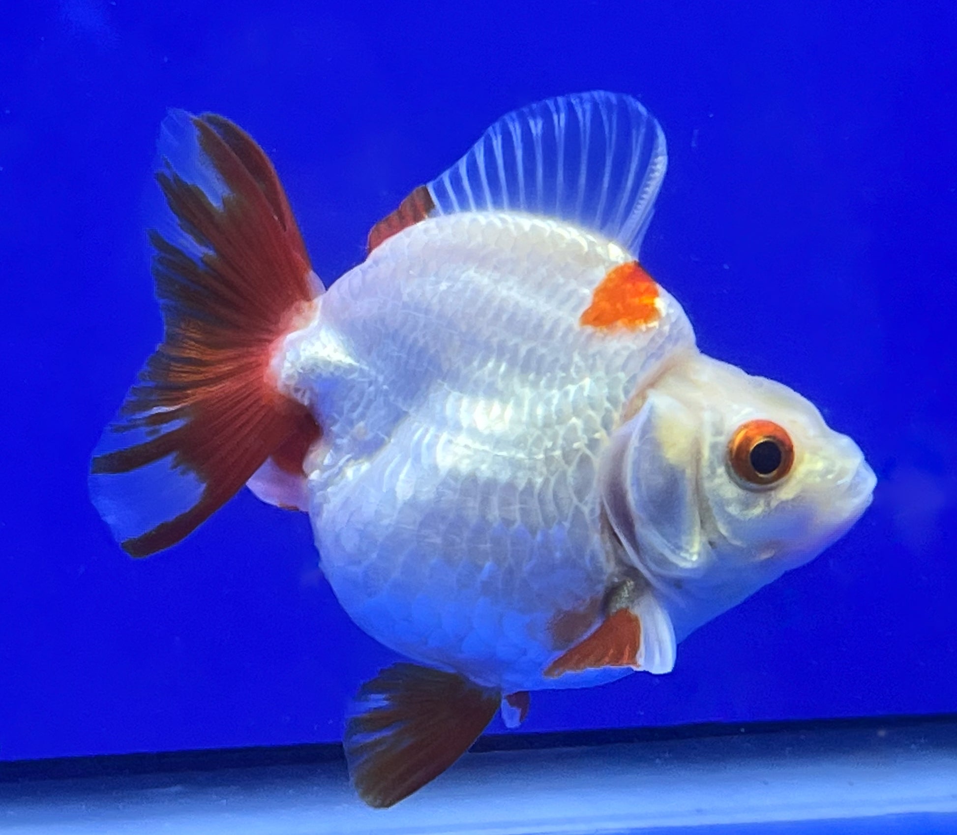 Red and White Ryukin Fish