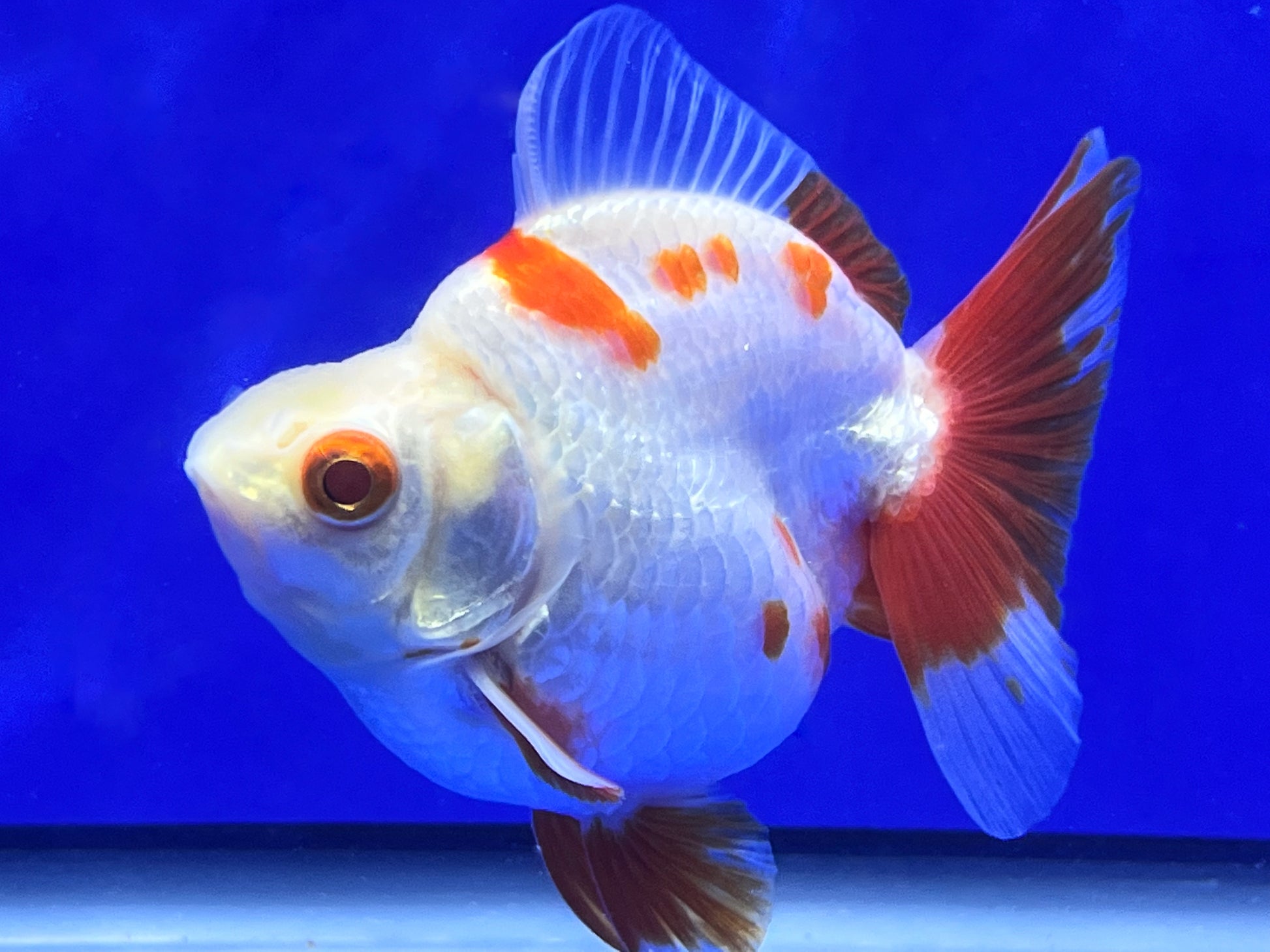 Red and White Ryukin Fish