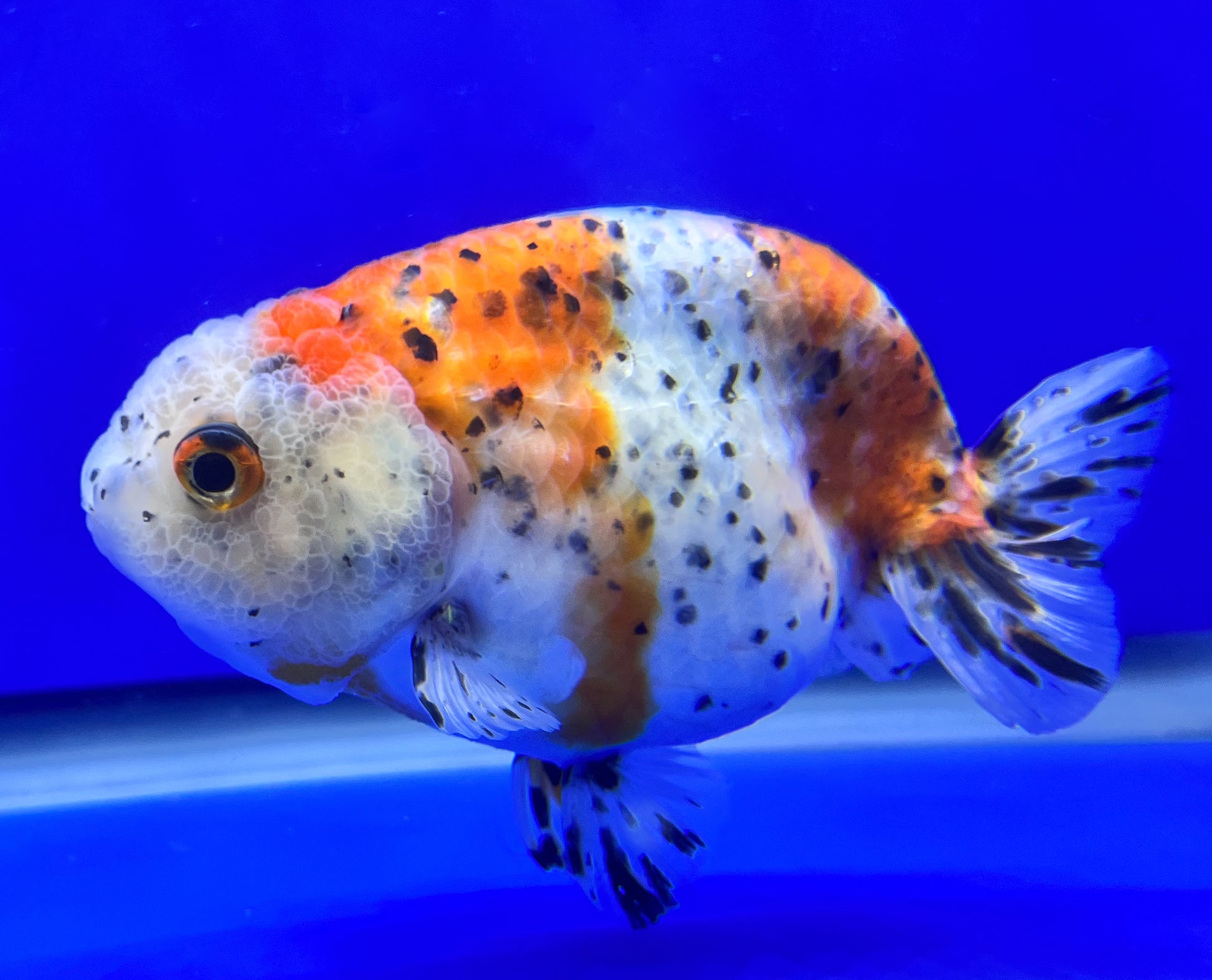 Calico Ranchu Goldfish for Sale | Ranchu Goldfish | Kaiju Goldfish USA