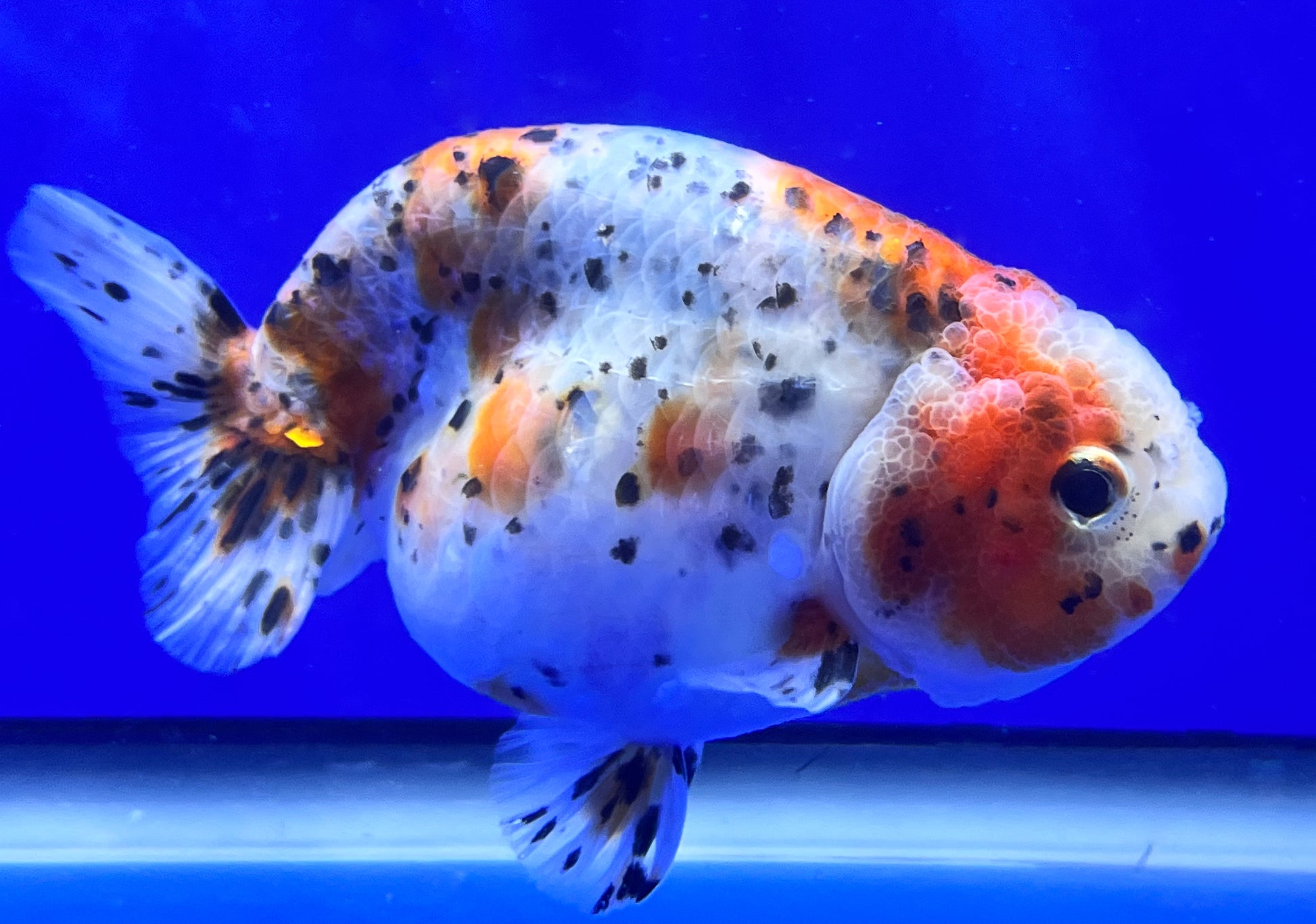 Calico Ranchu Goldfish for Sale | Ranchu Goldfish | Kaiju Goldfish USA