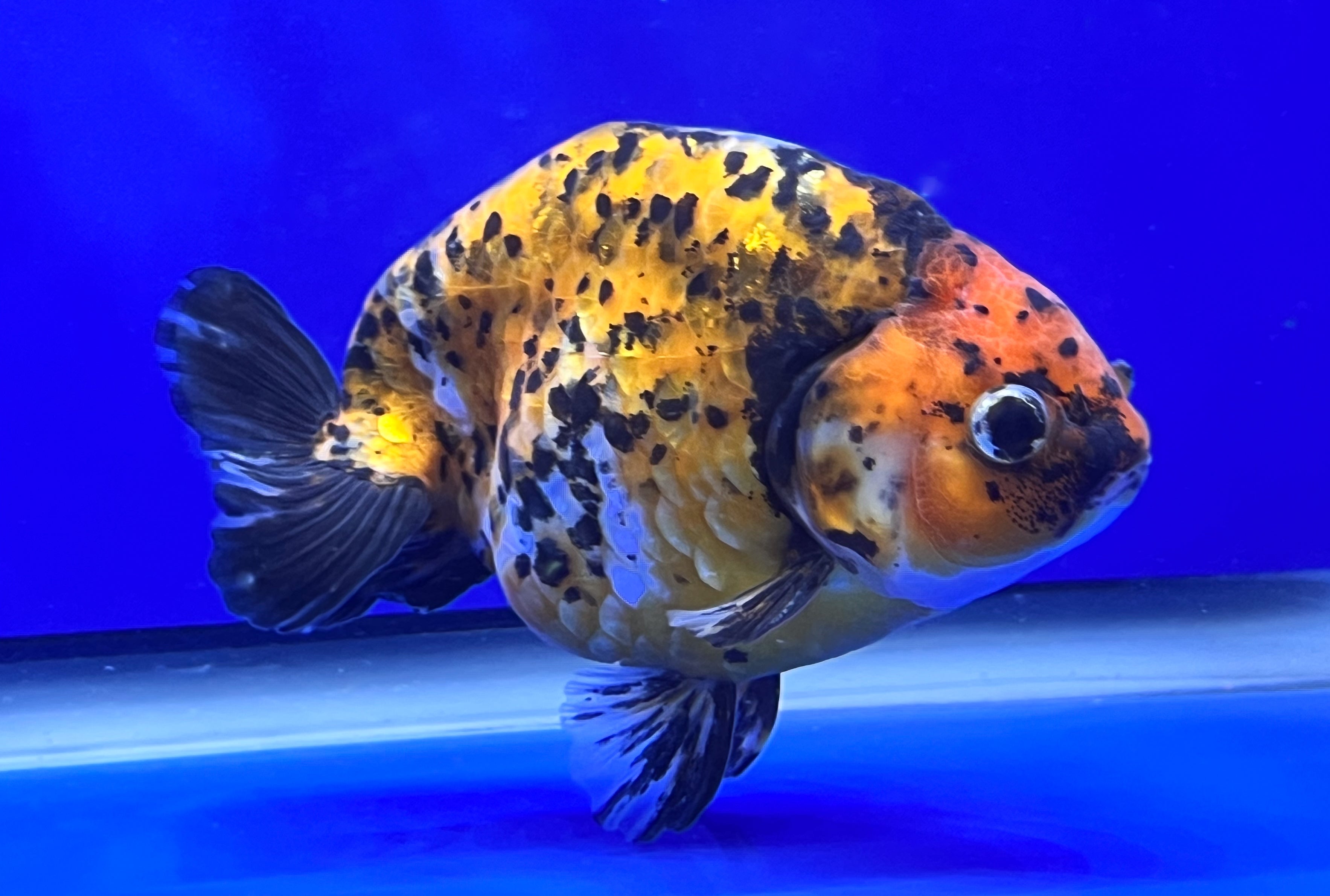 Ranchu Goldfish for Sale | Calico Ranchu for Sale | Kaiju Goldfish USA