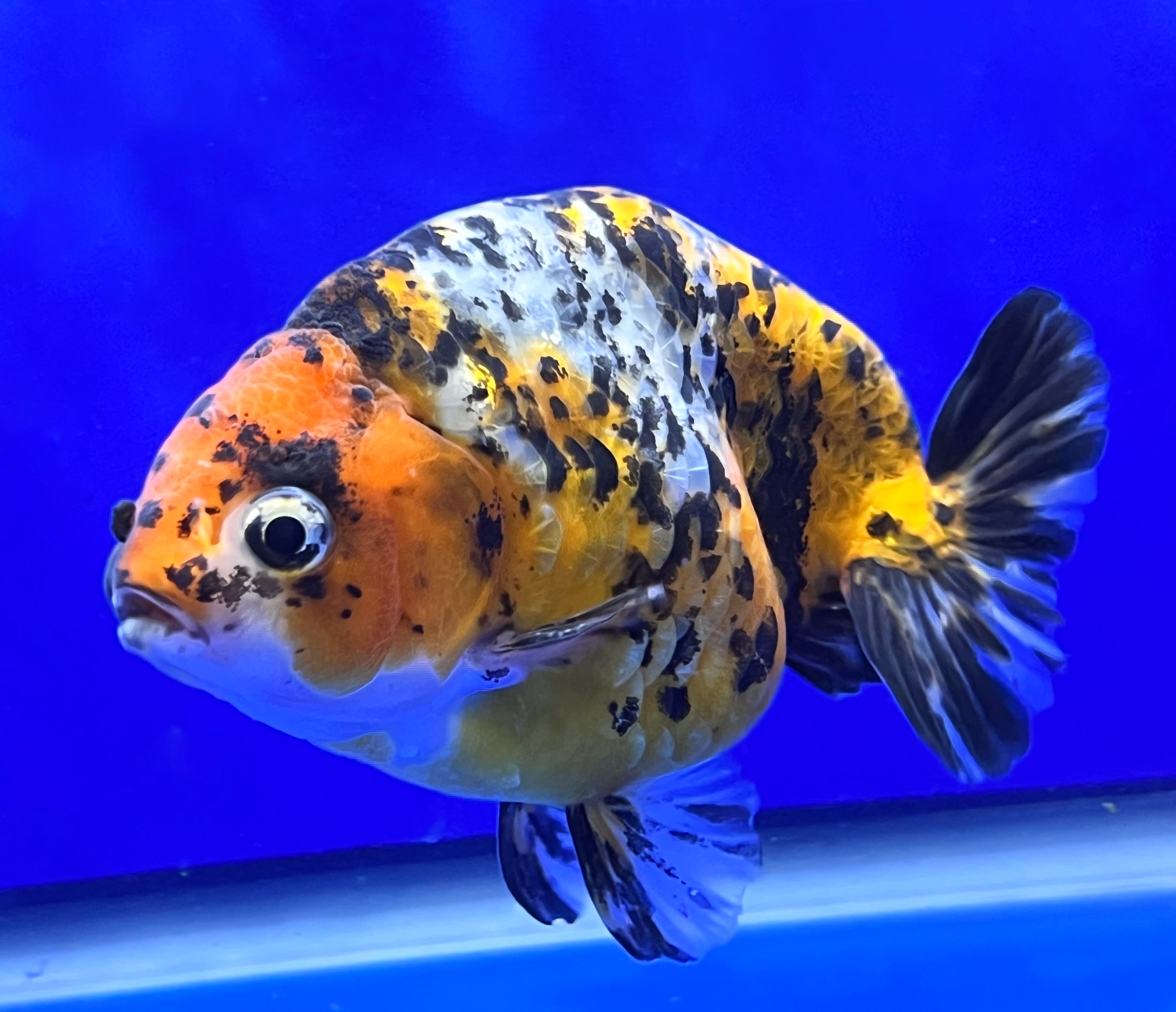 Ranchu Goldfish for Sale | Calico Ranchu for Sale | Kaiju Goldfish USA