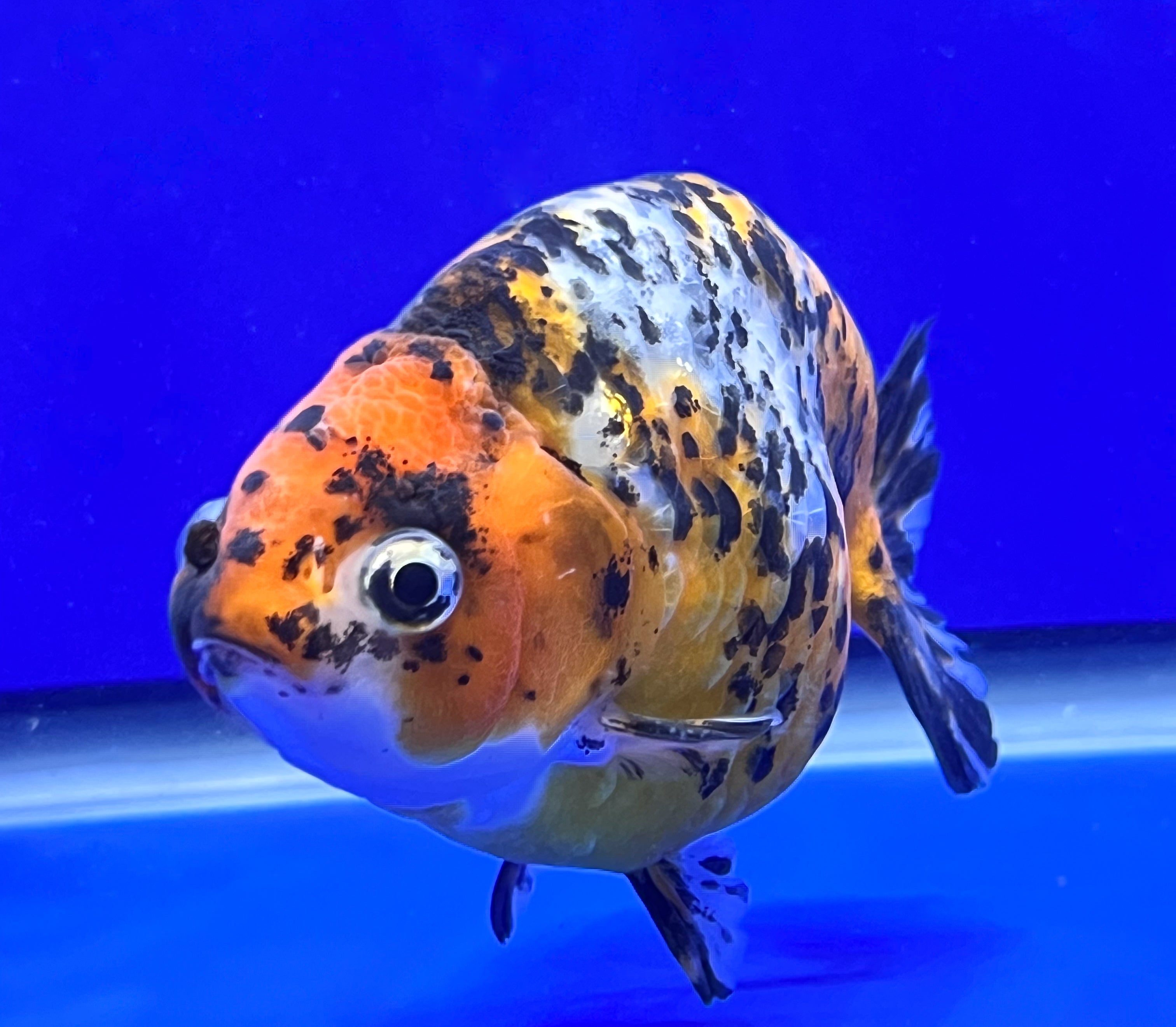 Calico Ranchu Goldfish