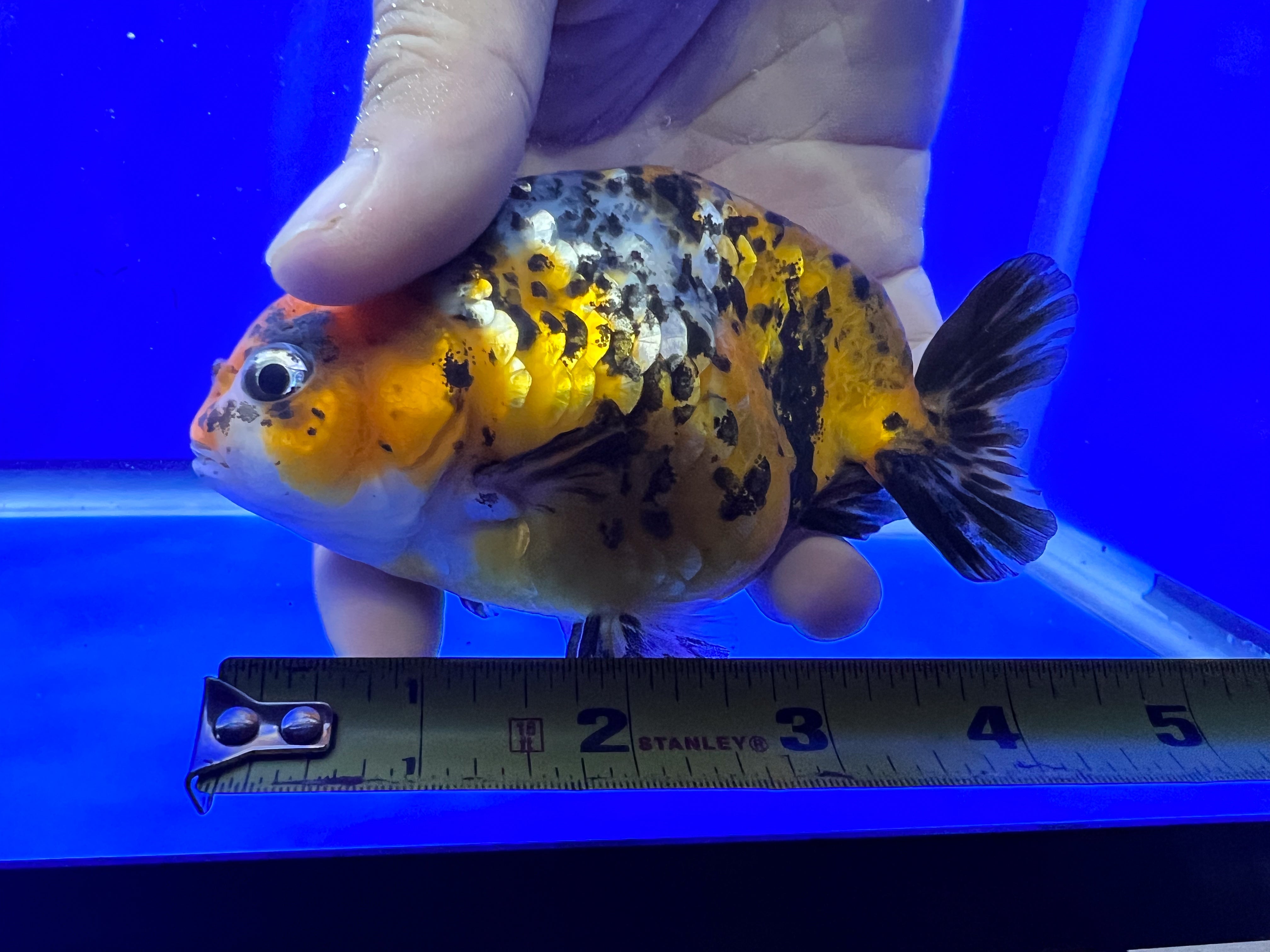 Ranchu Goldfish for Sale | Calico Ranchu for Sale | Kaiju Goldfish USA