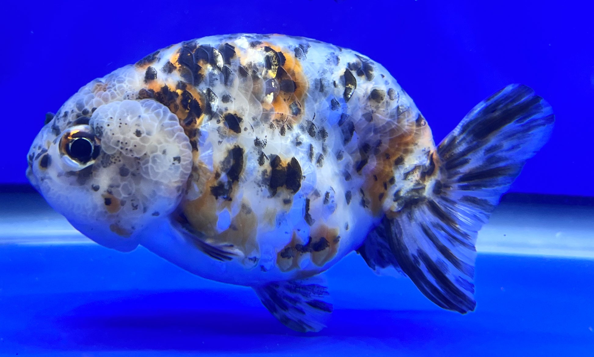 Calico Ranchu for Sale | Calico Ranchu Fish | Kaiju Goldfish USA