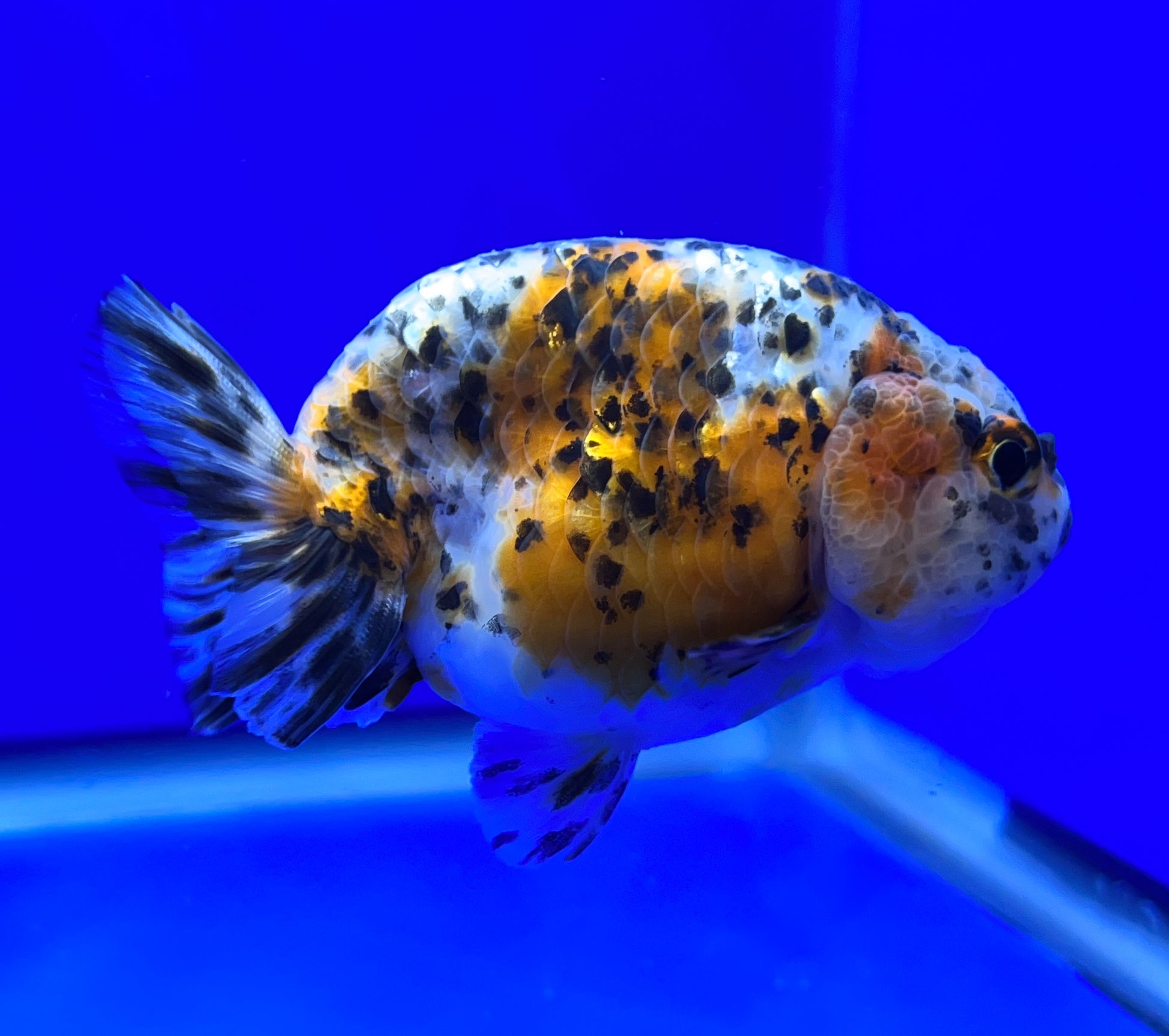 Calico Ranchu for Sale | Calico Ranchu Fish | Kaiju Goldfish USA