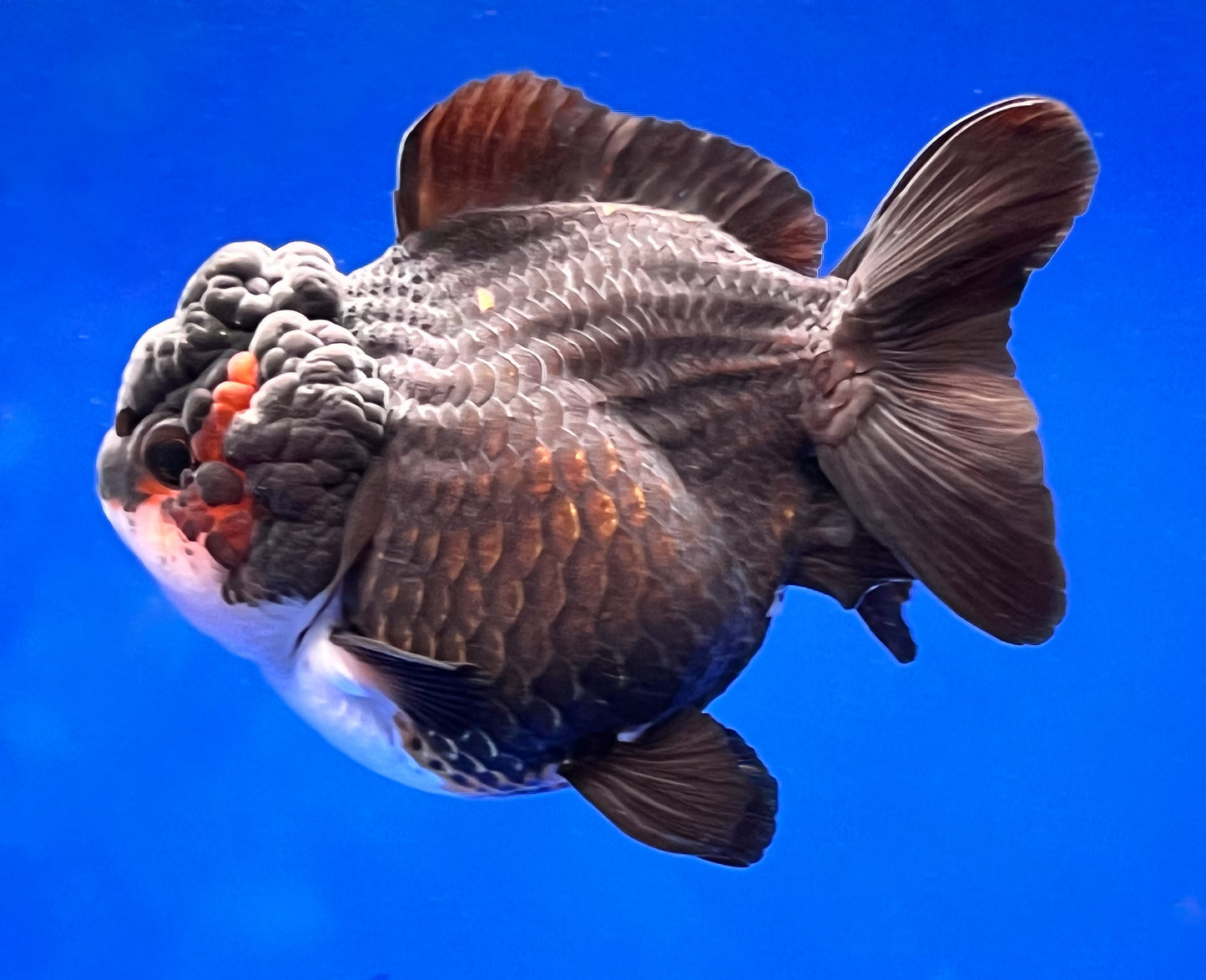 Black Monster Style Oranda 