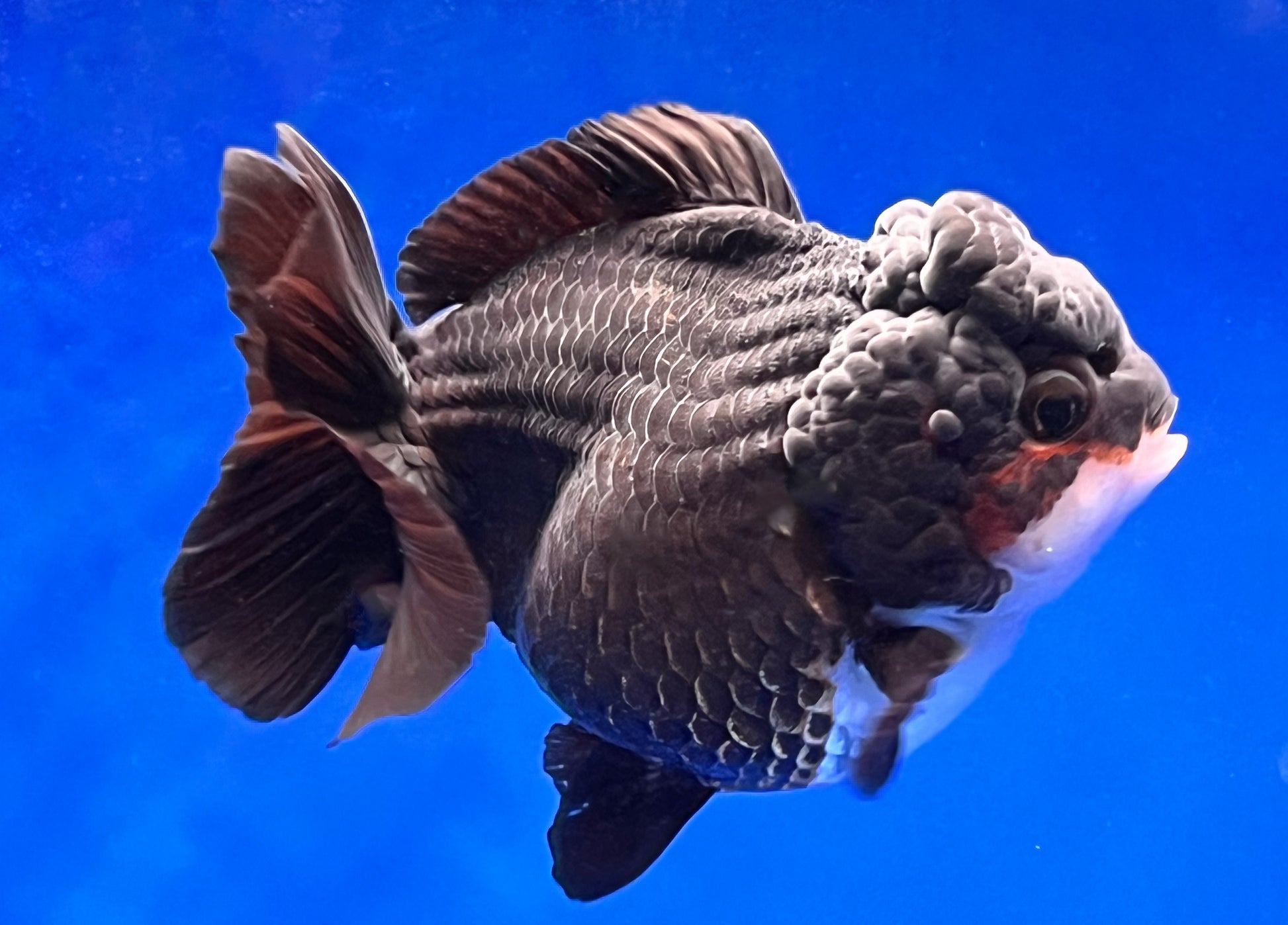 Black Monster Style Oranda 