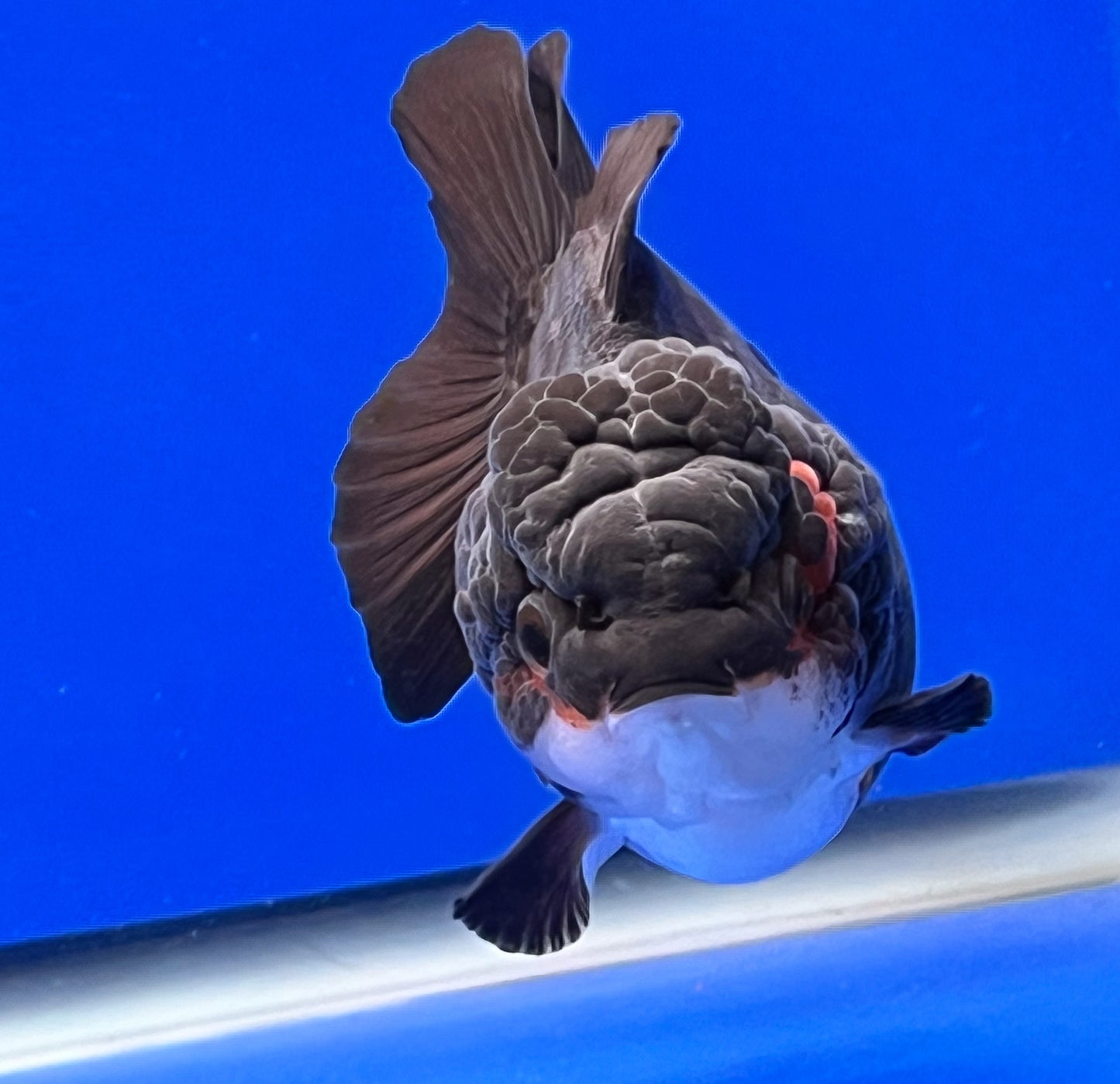 Black Monster Style Oranda 